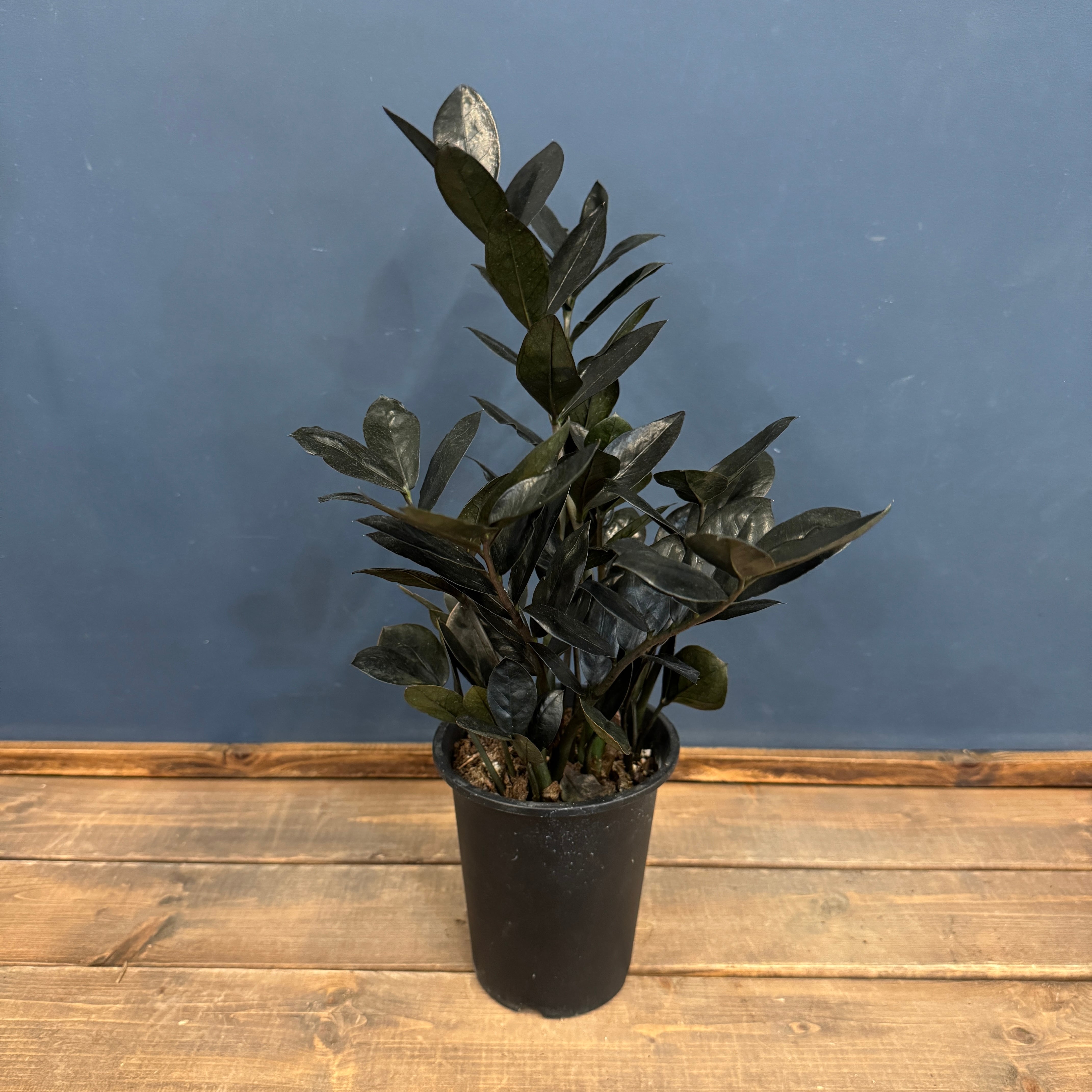 ザミオクルカス レイブン【902】 | PROTOLEAF プロトリーフ