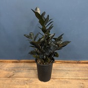 ザミオクルカス レイブン【902】