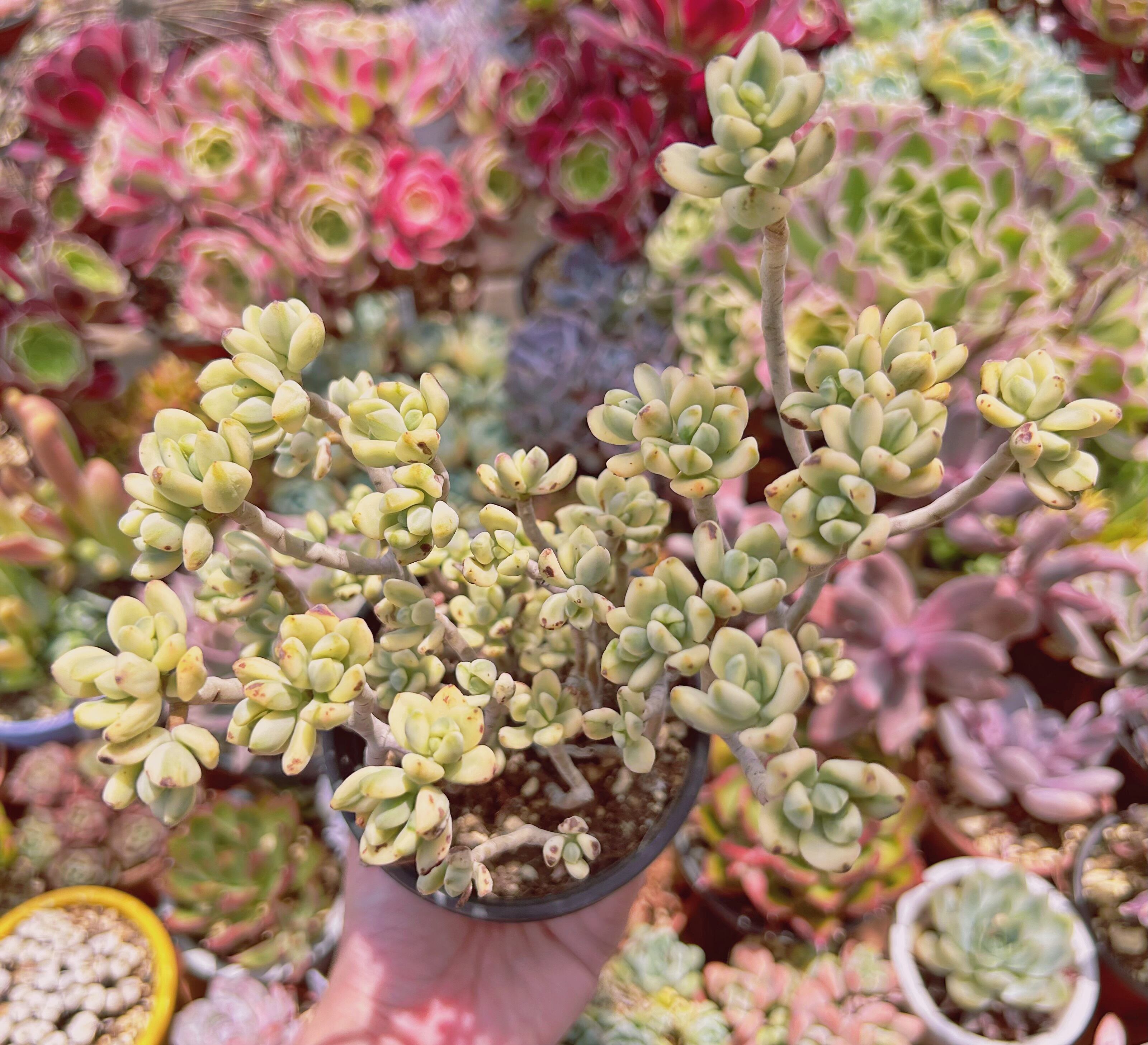 #1004現物　多肉植物　マイキーシュガー　特大