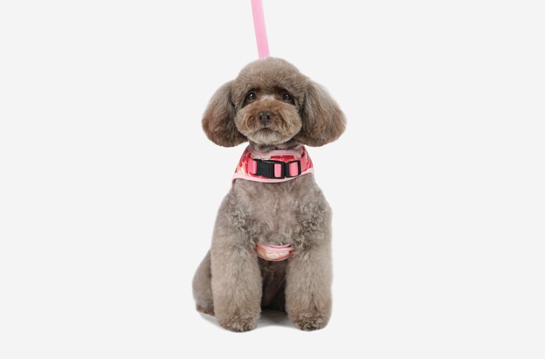 花柄ハーネス&リードセット S ~ L  2color   /   犬 犬用 ハーネス 小型犬 中型犬 ドッグウェア ペット用品 胴輪　ha1