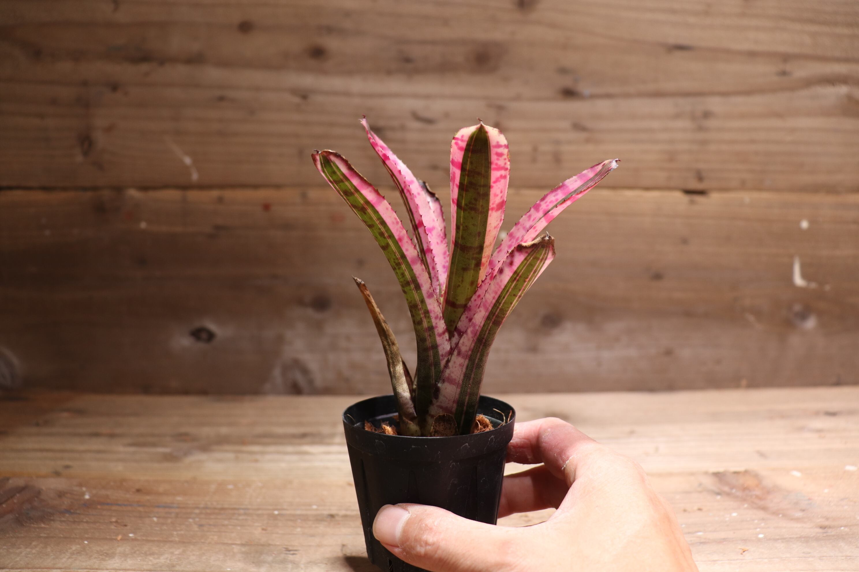 送料無料】Neoregelia 'Star Fire'〔ネオレゲリア〕現品発送N0188