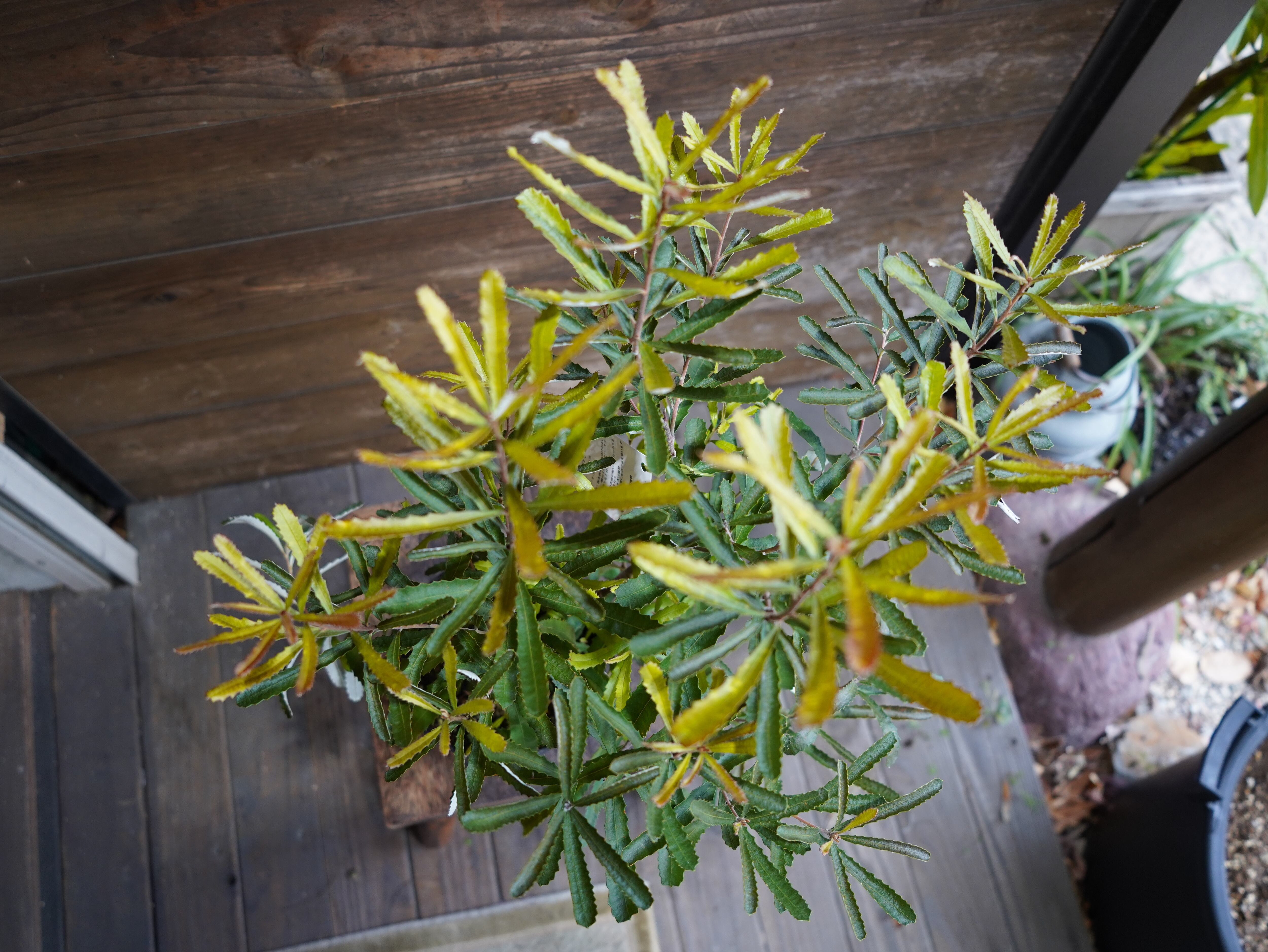 【現物】バンクシア　”オブロンギフォリア”　B