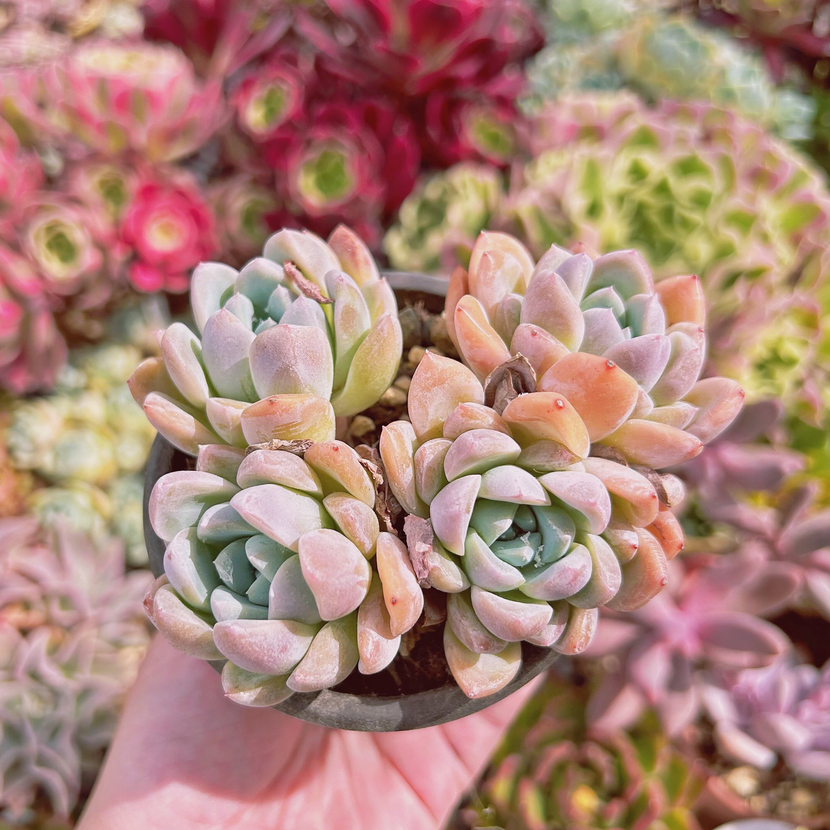 #725現物　多肉植物　ドリームアニー　特大　抜き苗