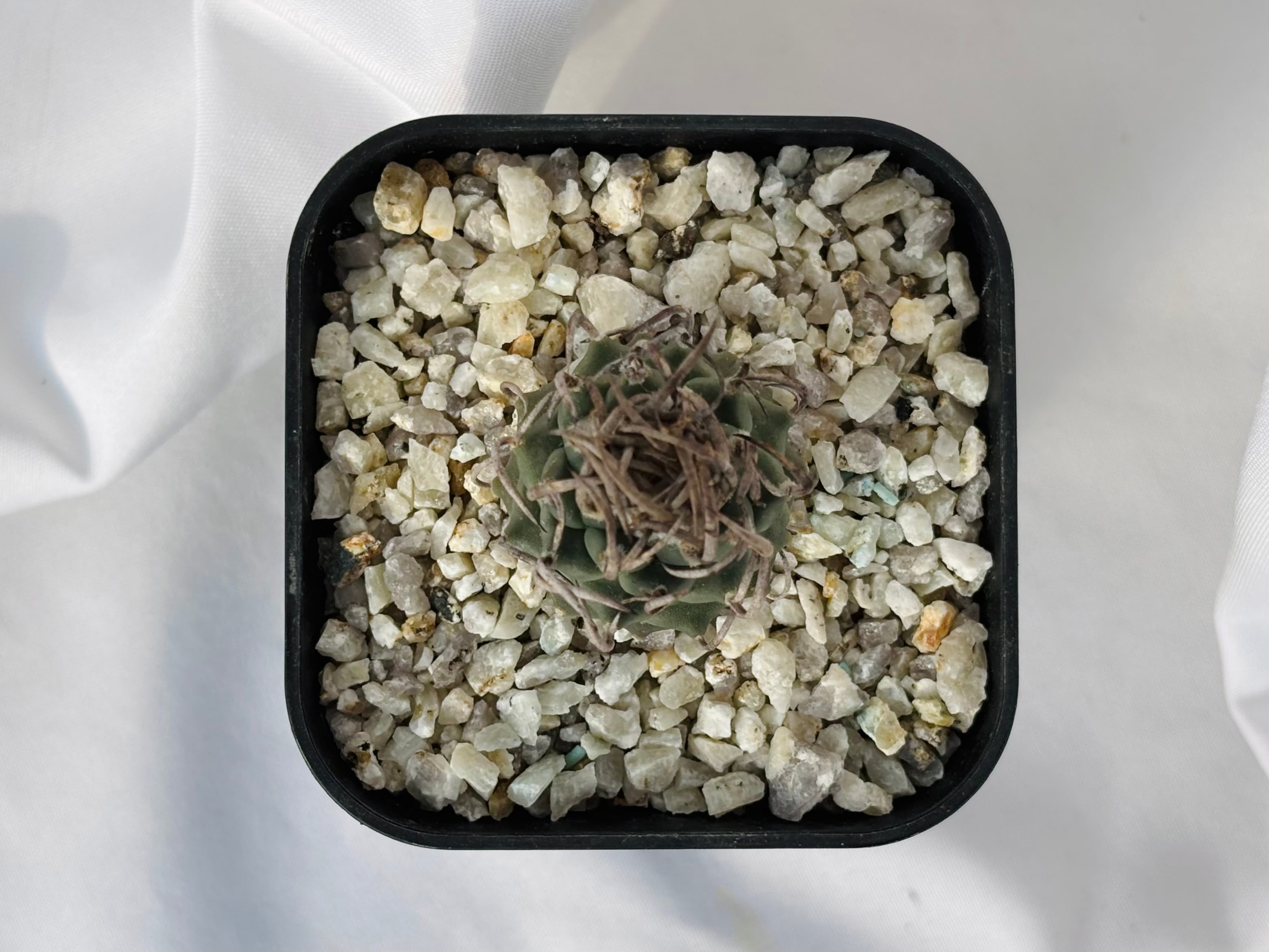 Turbinicarpus Schmiedickeanus ツルビニカルプス 昇竜丸 サボテン