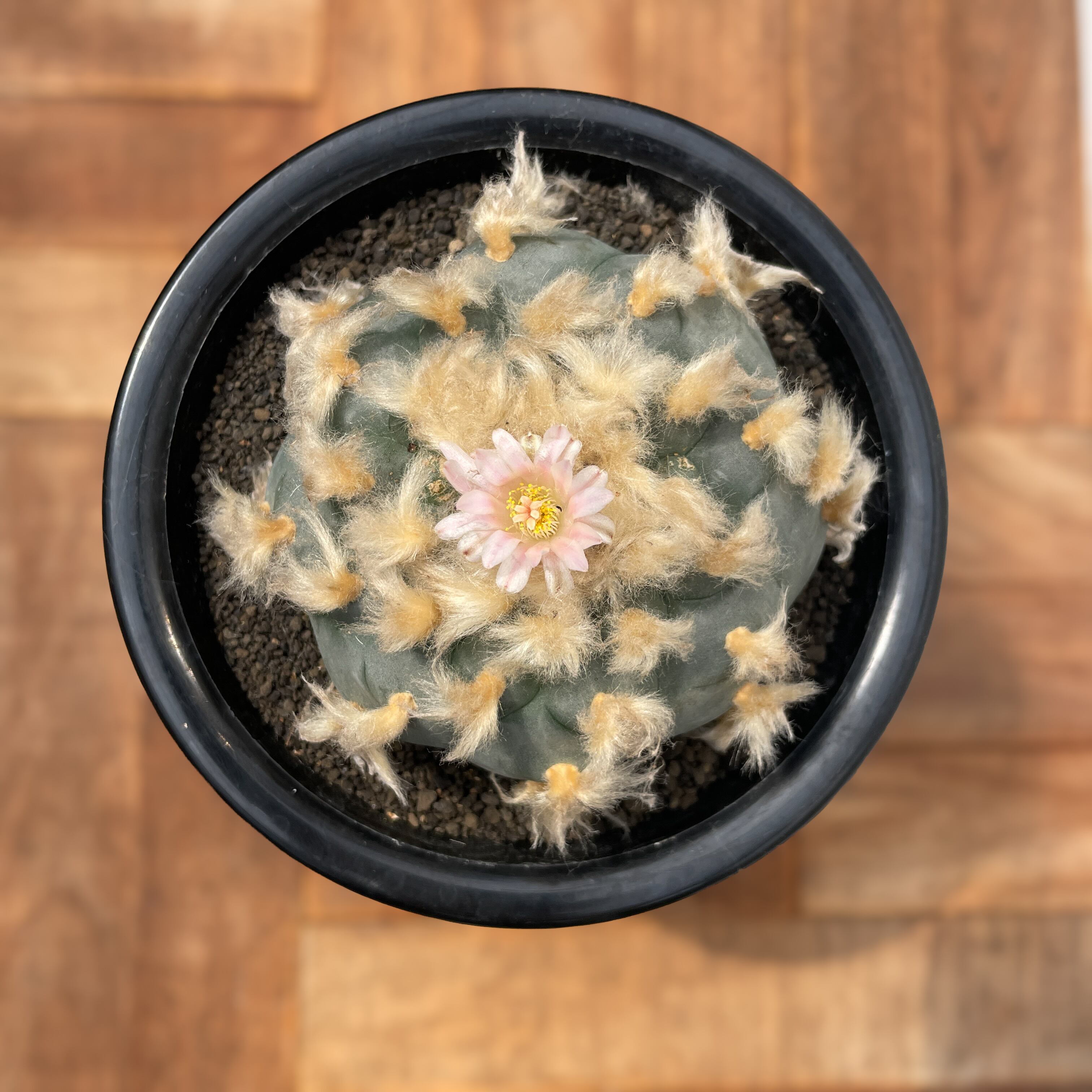 ロフォフォラ　テキサーナ Lophophora williamsii 'texana'【ロフォフォラ・テキサーナ・実生