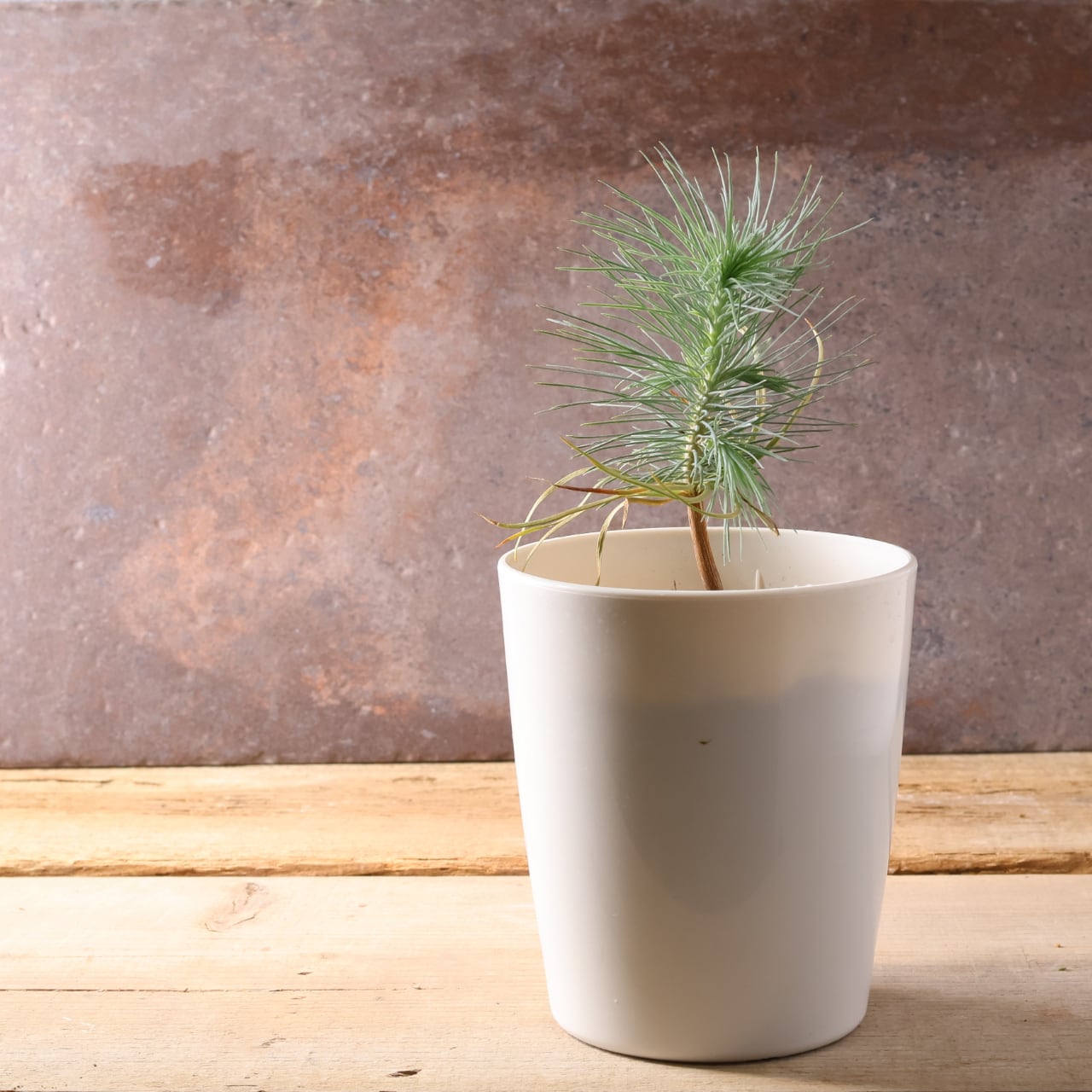 393 力強い樹姿と大粒の実をつける、メキシコ生まれの希少な松