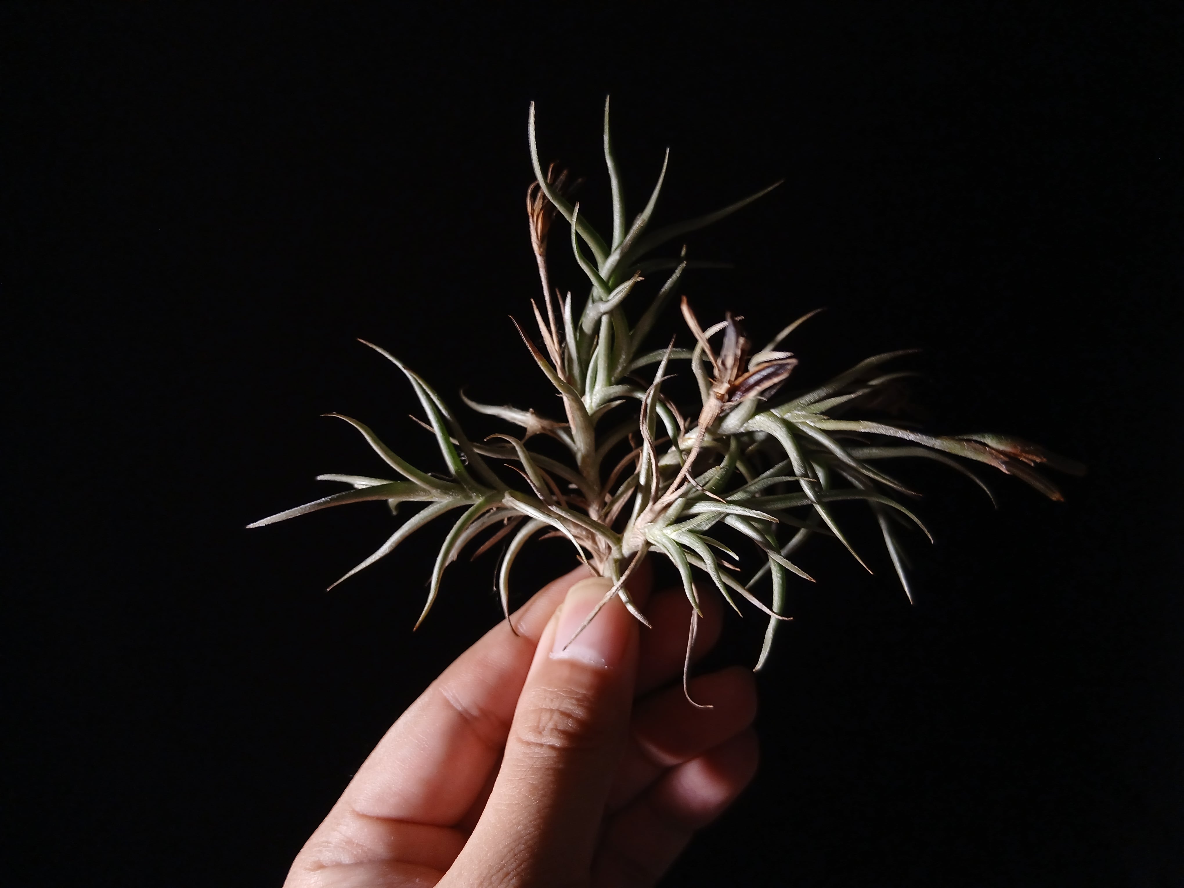 Tillandsia 'Mystery' T'S TROPICALS 実生 | vespergarden