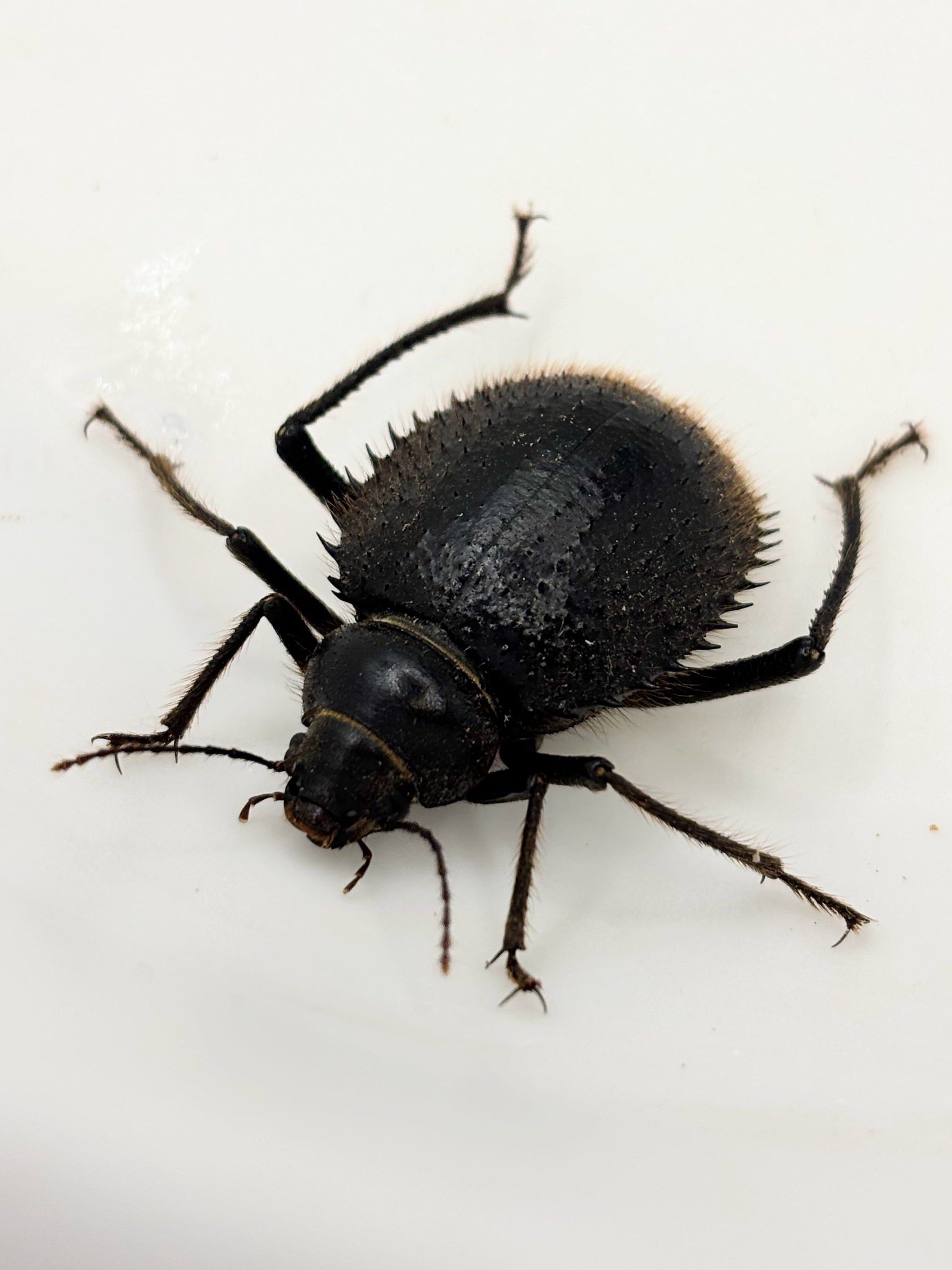 トゲヘリサバクゴミムシダマシ 1匹 | まるころ商店〜まるくてころころ