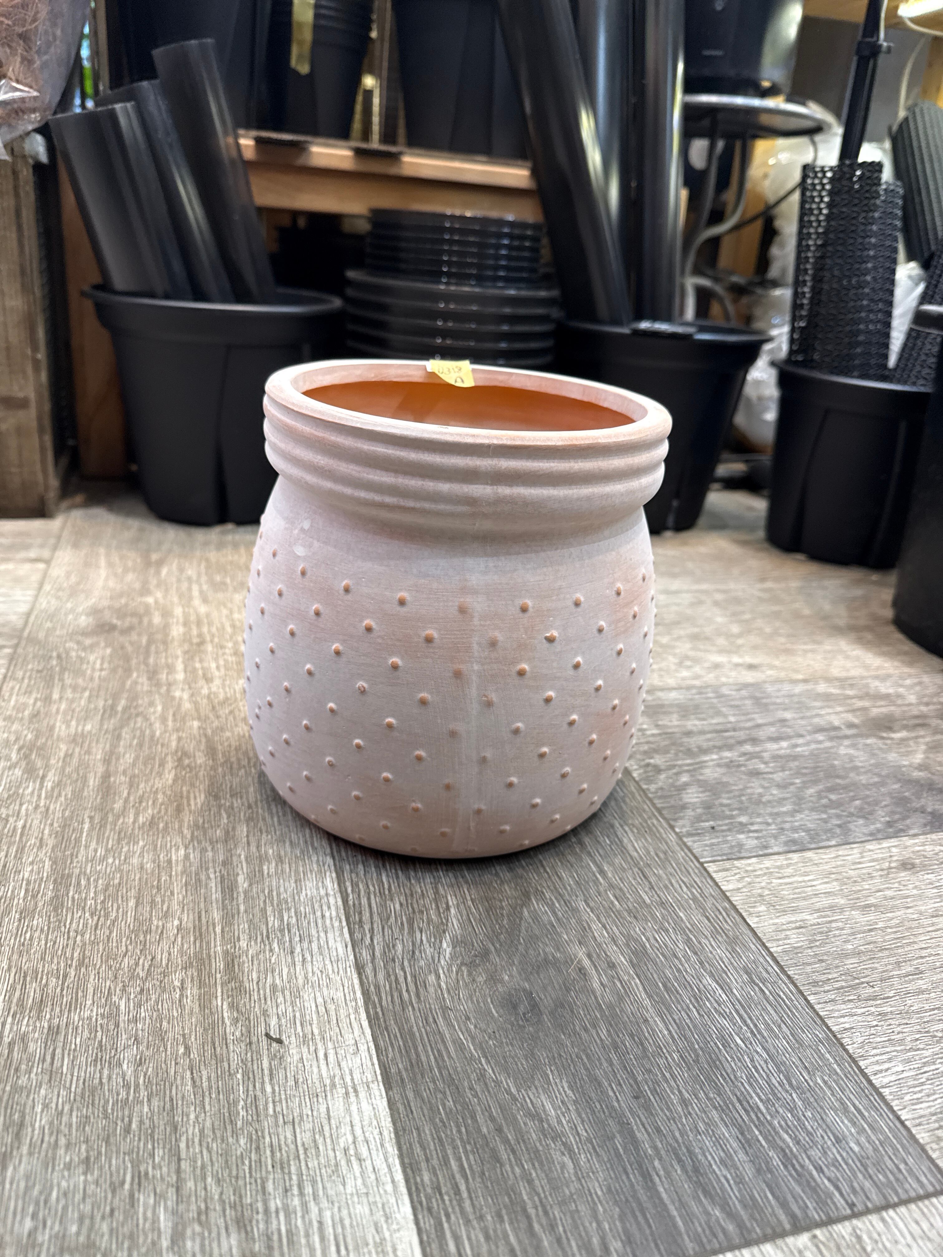 ☀️カメレオン☀️4.5号ロングポット植え☀ 園芸ネット本店｜コルジリネ：カメレオン 4.5号ポット の通販【公式】