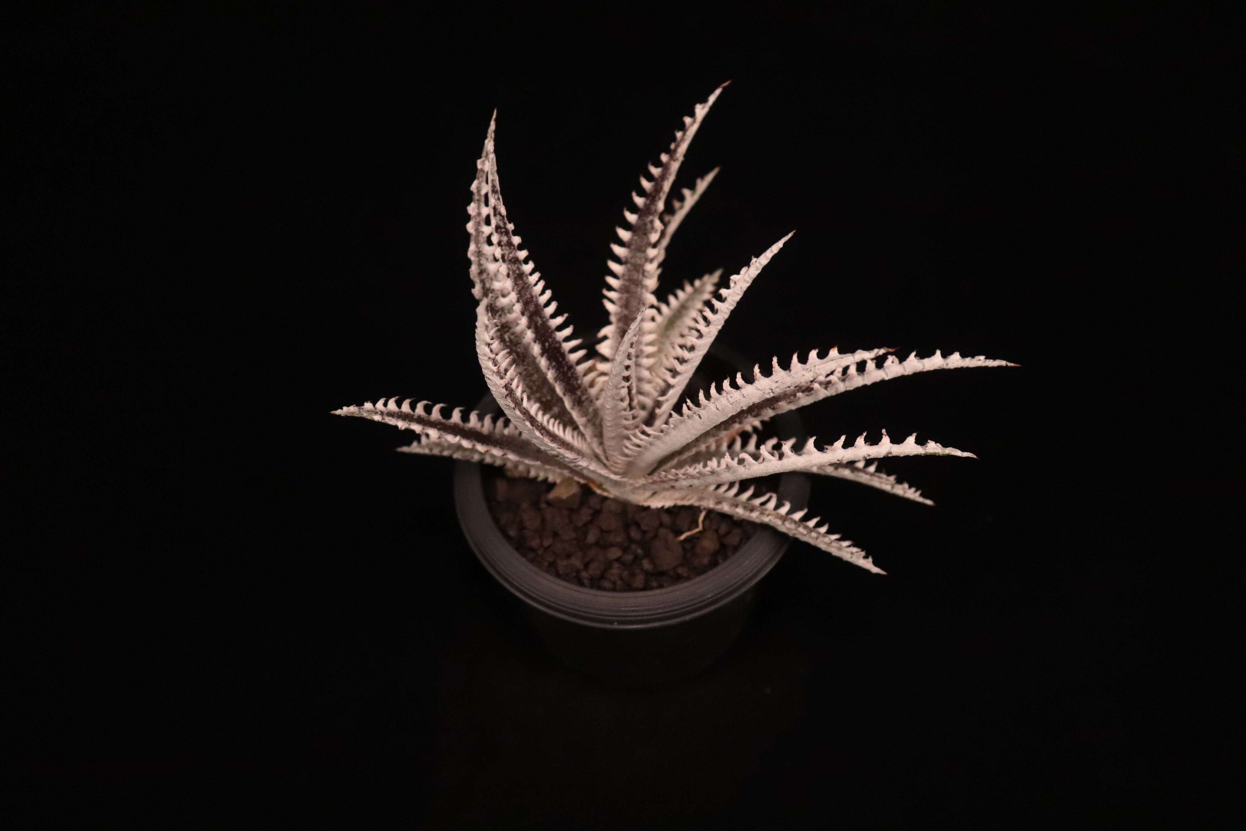 送料無料】Dyckia 'All Star'〔ディッキア〕現品発送D484-4 | plane plants