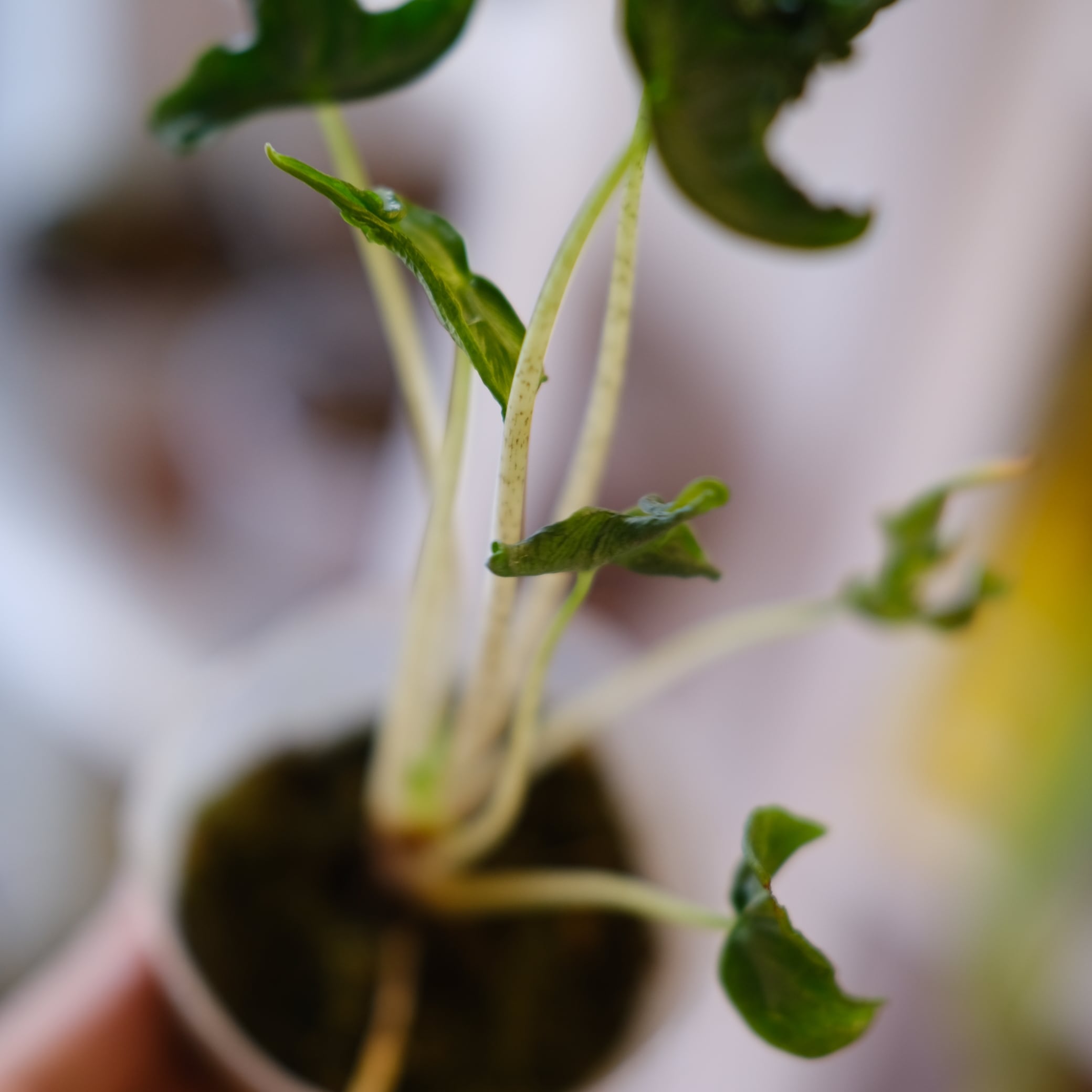 Alocasia 'Holy Grail'｜アロカシア・ホーリーグレイル②｜観葉植物