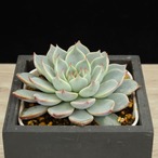 ピンウィール×クスピダータサンロベルト(実生)01