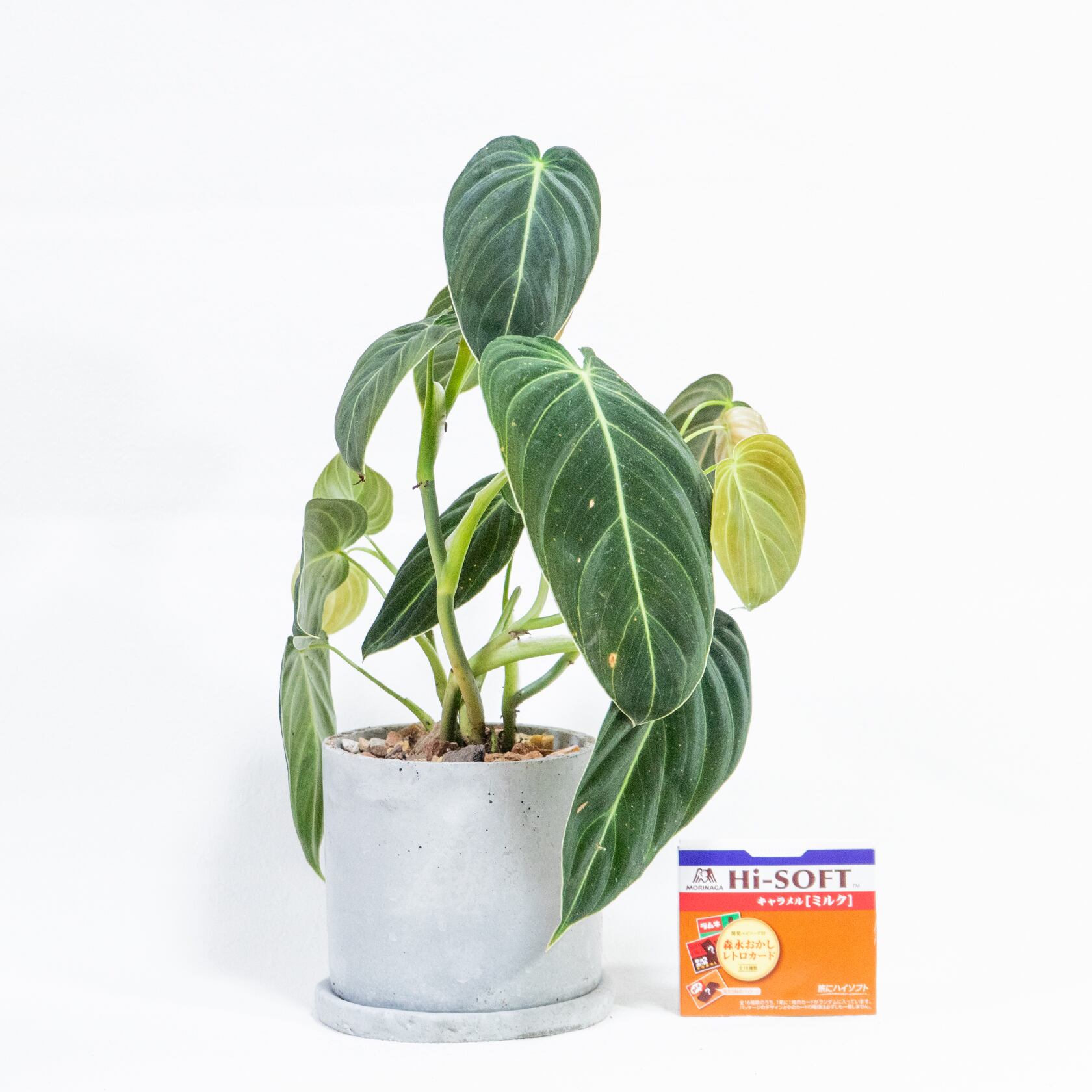 フィロデンドロン・ビロードカズラ 深い緑のベルベット葉が空間を彩るモルタル鉢仕立て