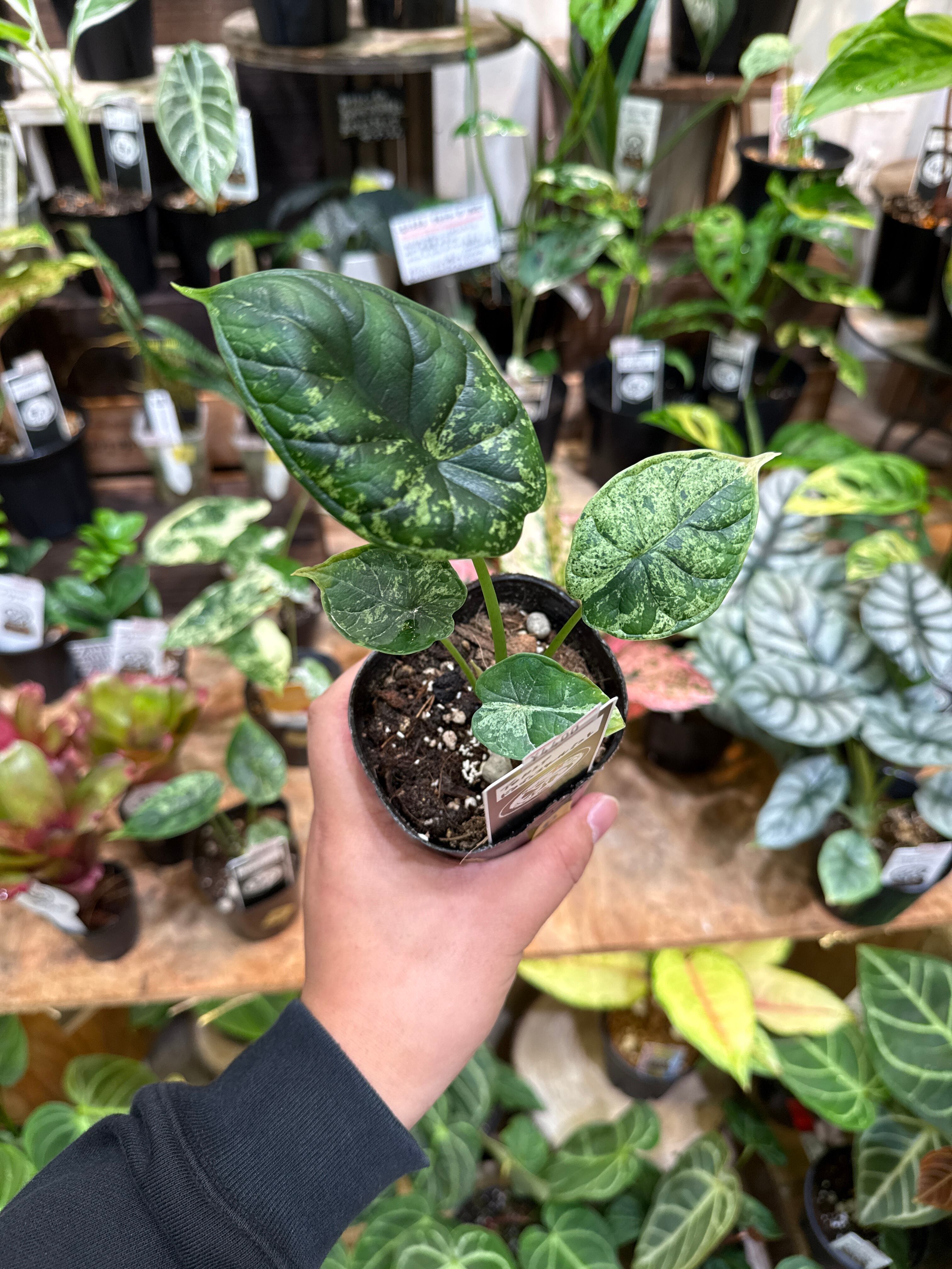 B［希少］アロカシア ドラゴンスケールミント | Gardenえん 【観葉熱帯