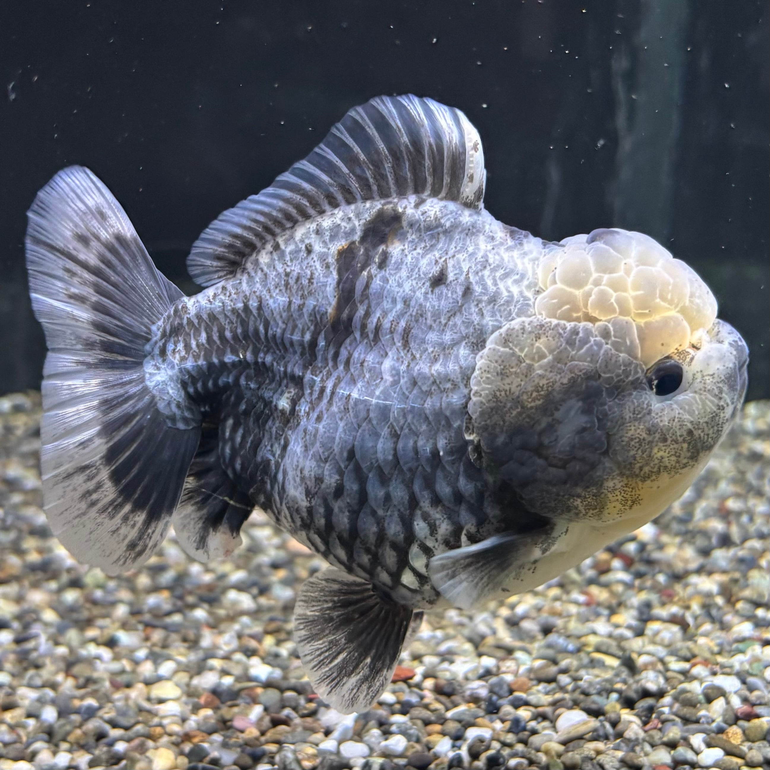 セレクト】オランダST 12cm | 金魚・熱帯魚専門店 AquaPro.H