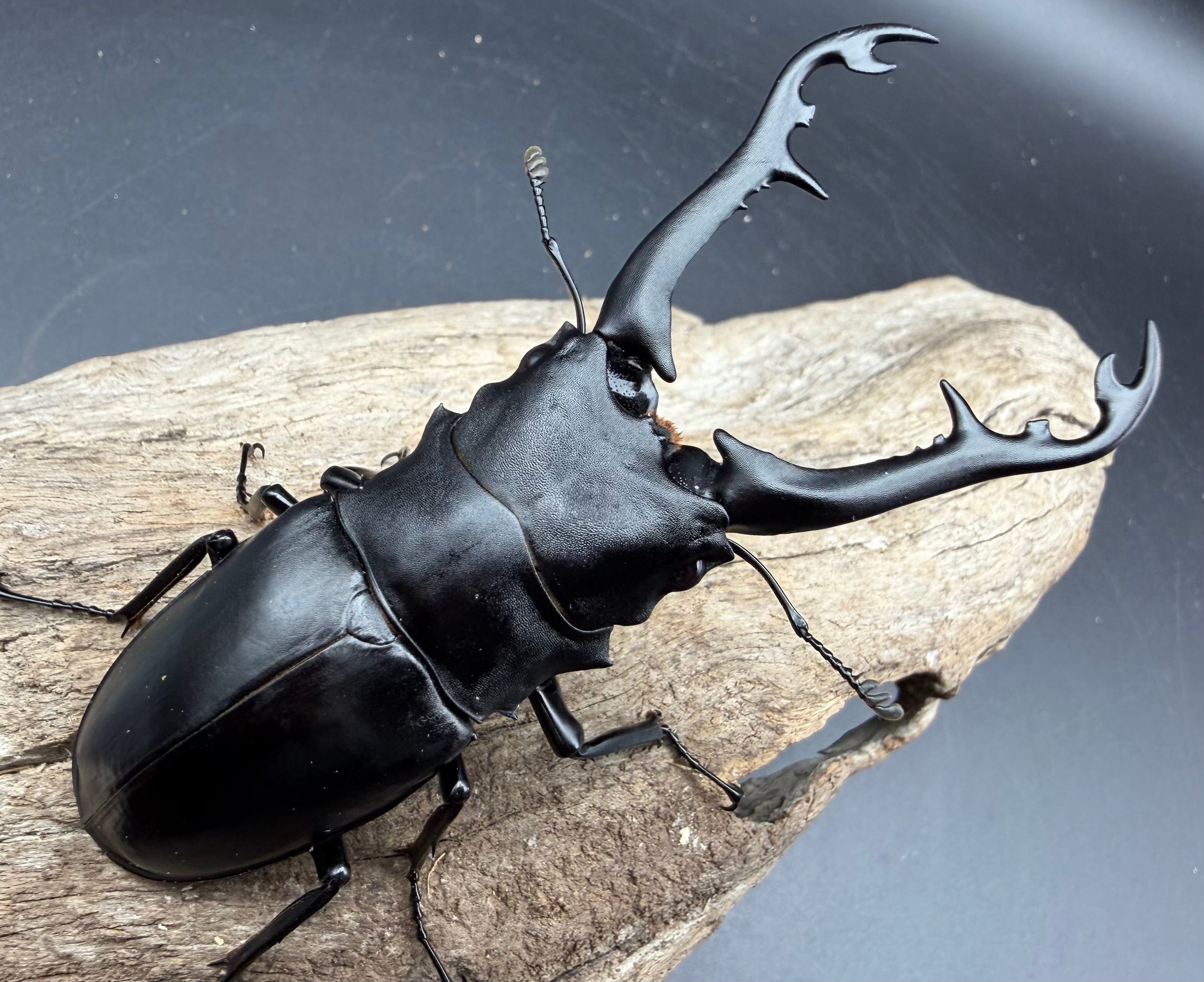 WD】《 ギラファノコギリ亜種ボロブドゥール 95.5mm ペア》 | KPW公式