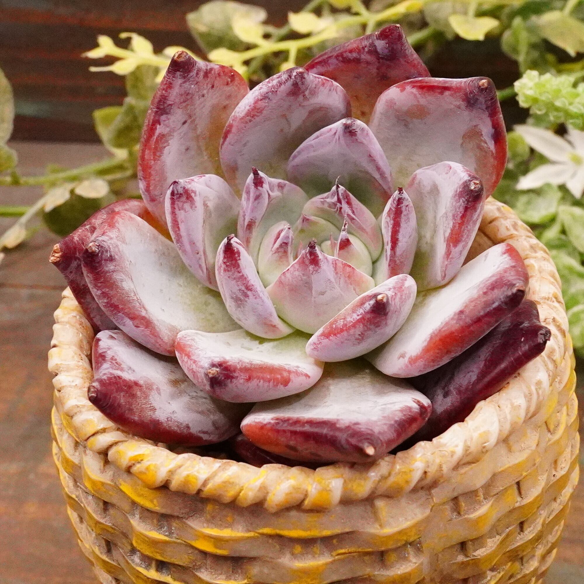 cocoa様専用 Arc Cocoaさま専用」 2/2