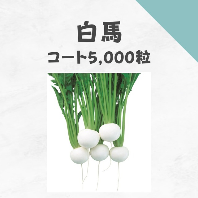 白馬　カブ種子・コート5,000粒