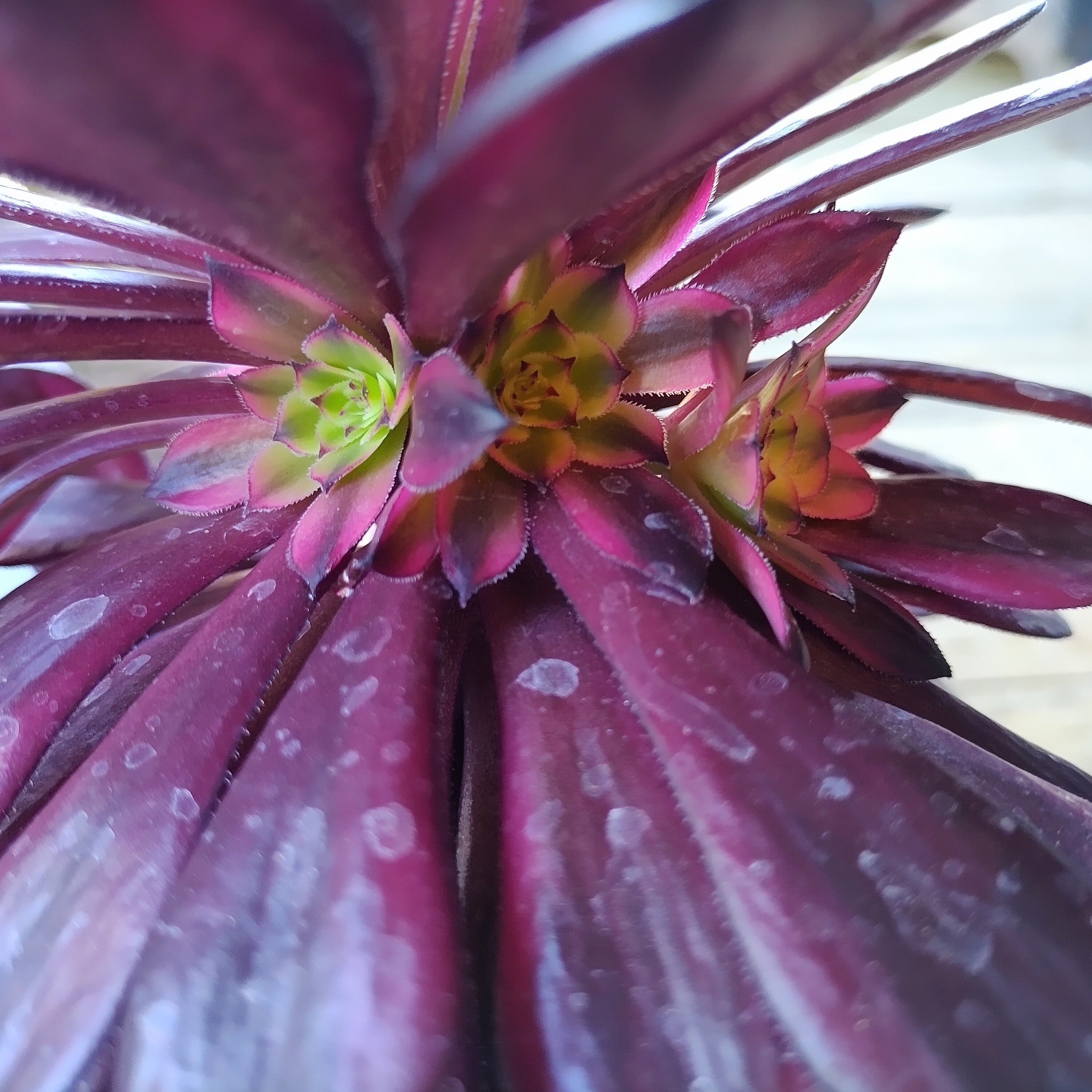 B)マリド錦(アエオニウム) | RuPo 多肉植物専門店