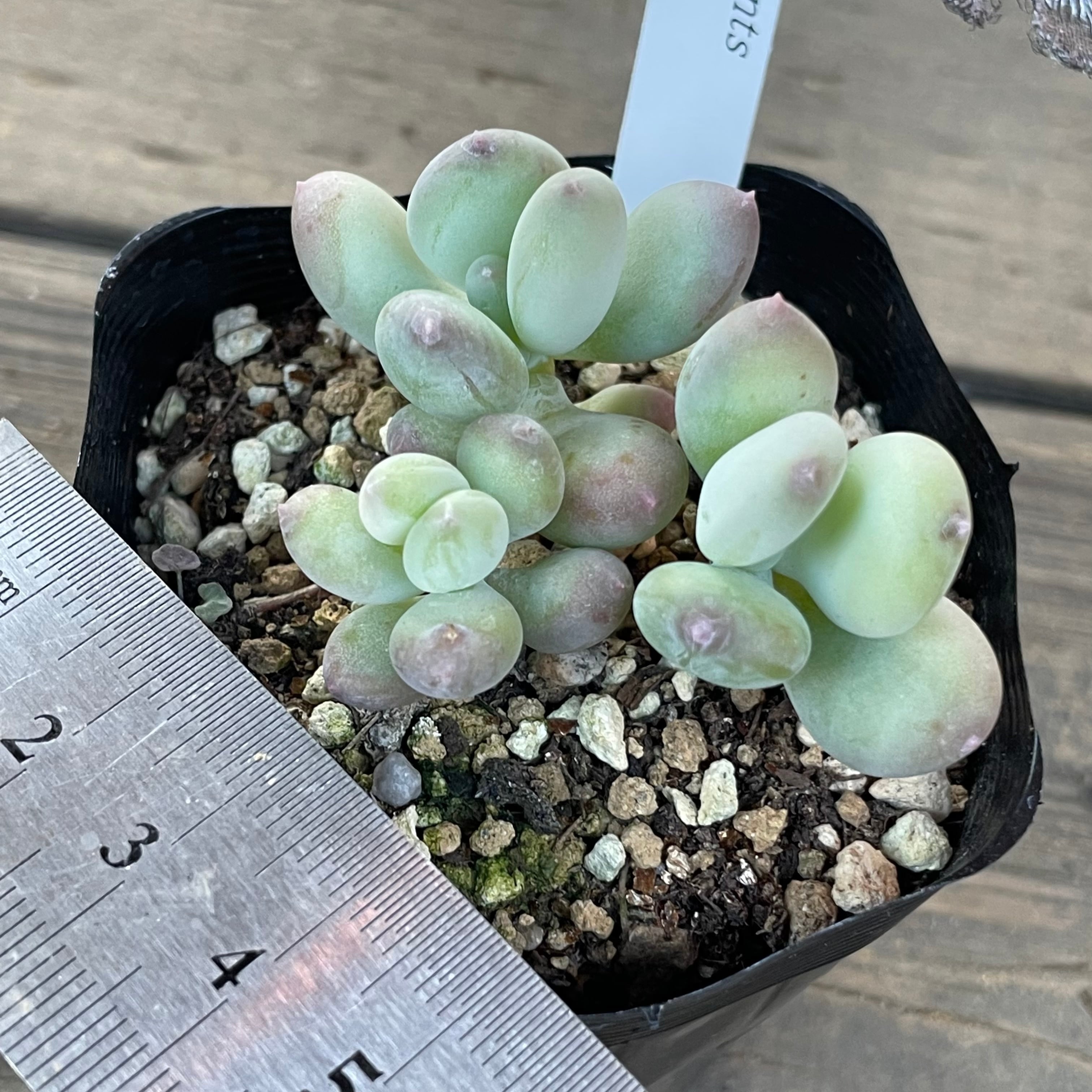 桃美人 | RuPo 多肉植物専門店