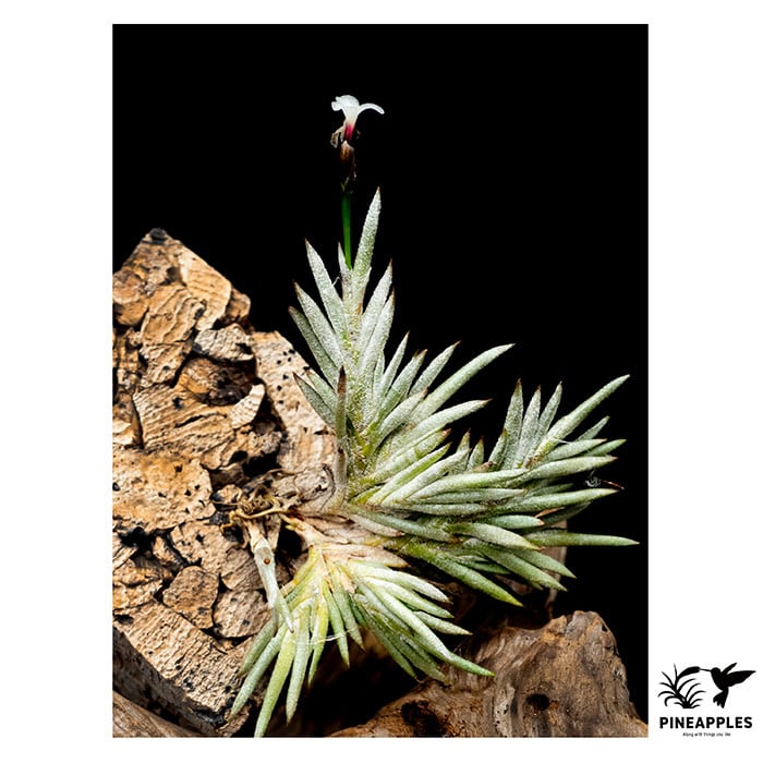 Tillandsia santiagoensis | PINEAPPLES