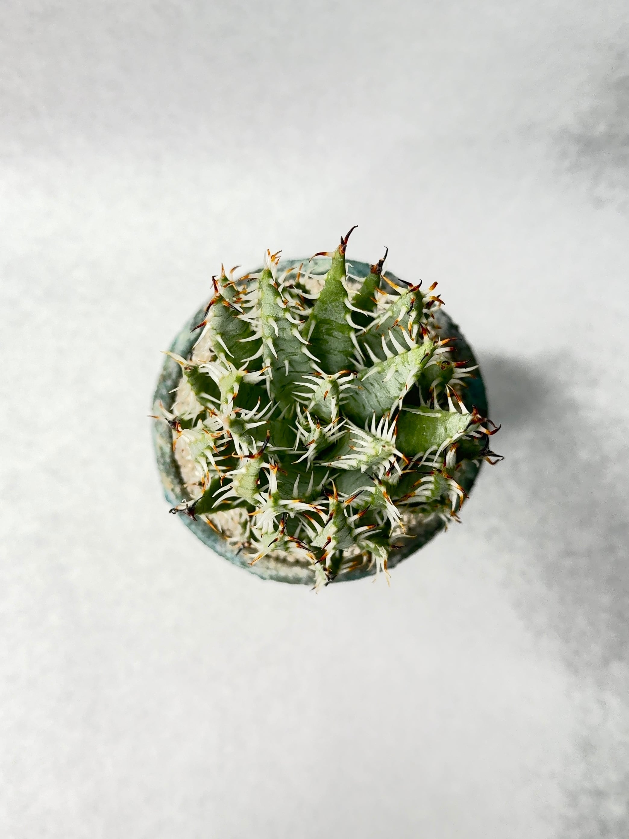 アロエ・エリナケア | trigger