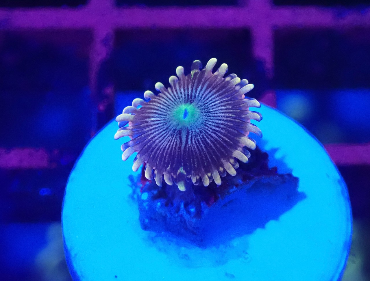 ジャカルタ産マメスナ ピンク 2