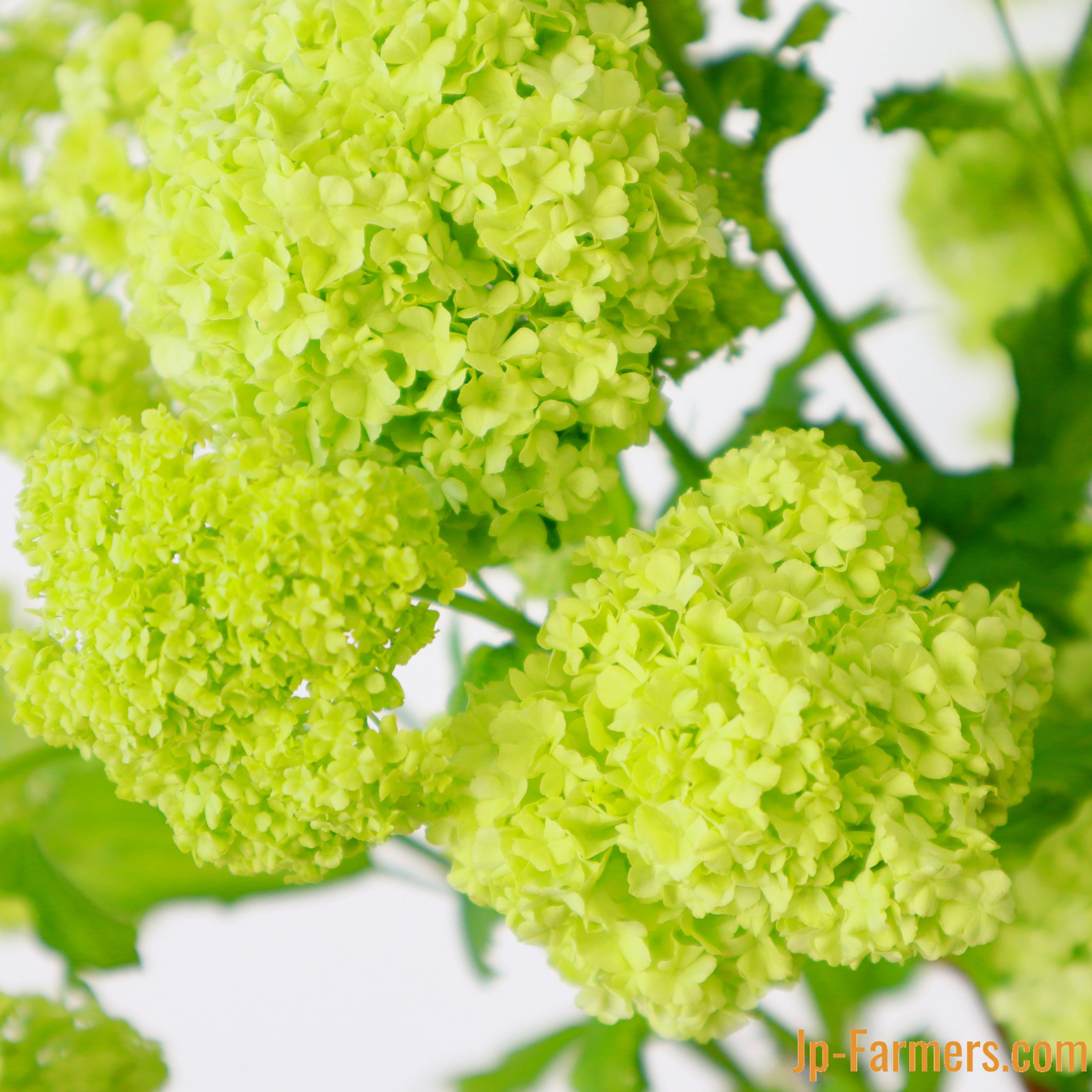 熊谷農園 ビバーナム スノーボール 5本 Jp Farmers Com 熊谷農園 ビバーナム スノーボール 5本 Jp Farmers Com
