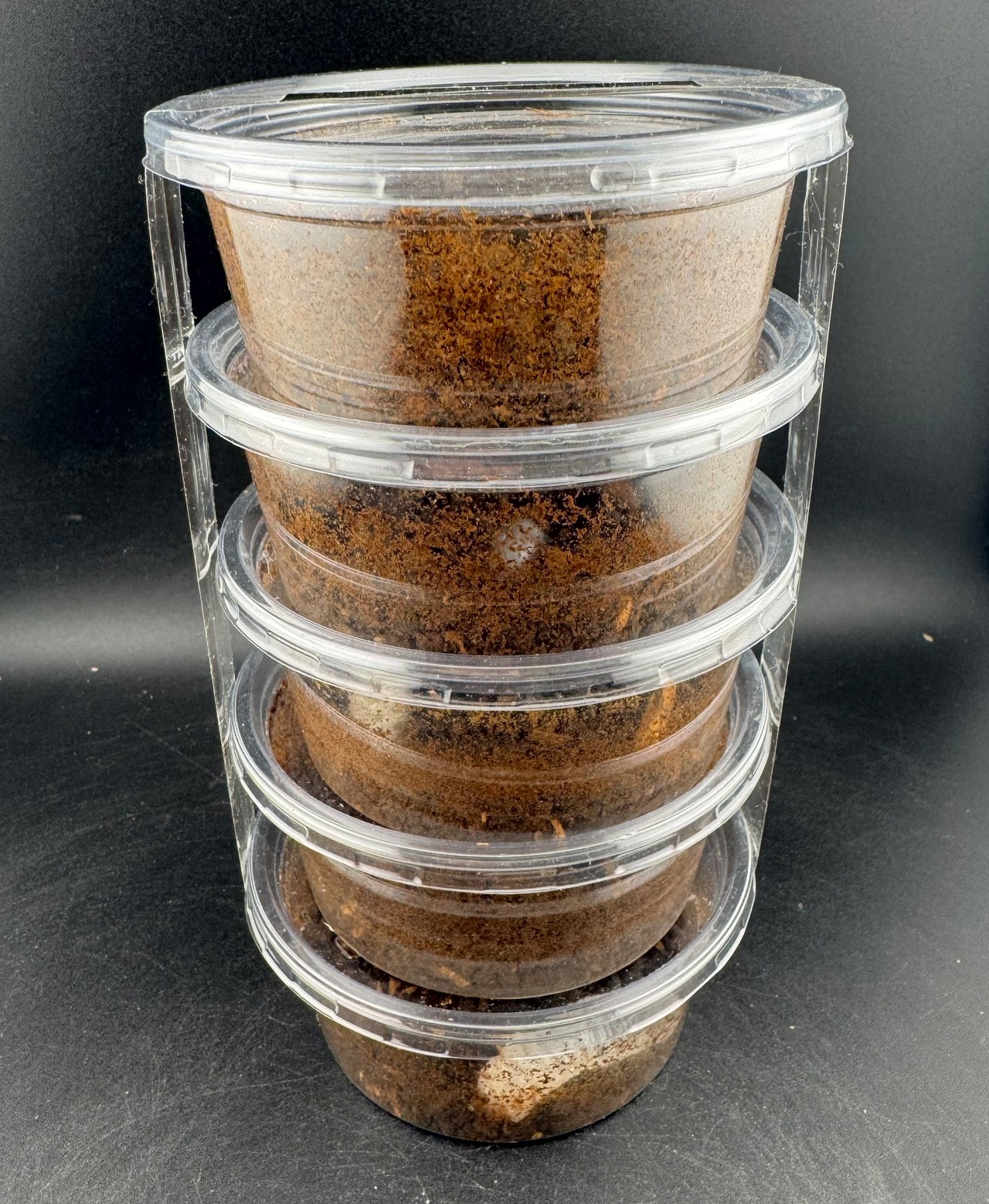 【WF2】《トルクアータオオツノカナブン 幼虫5頭セット》