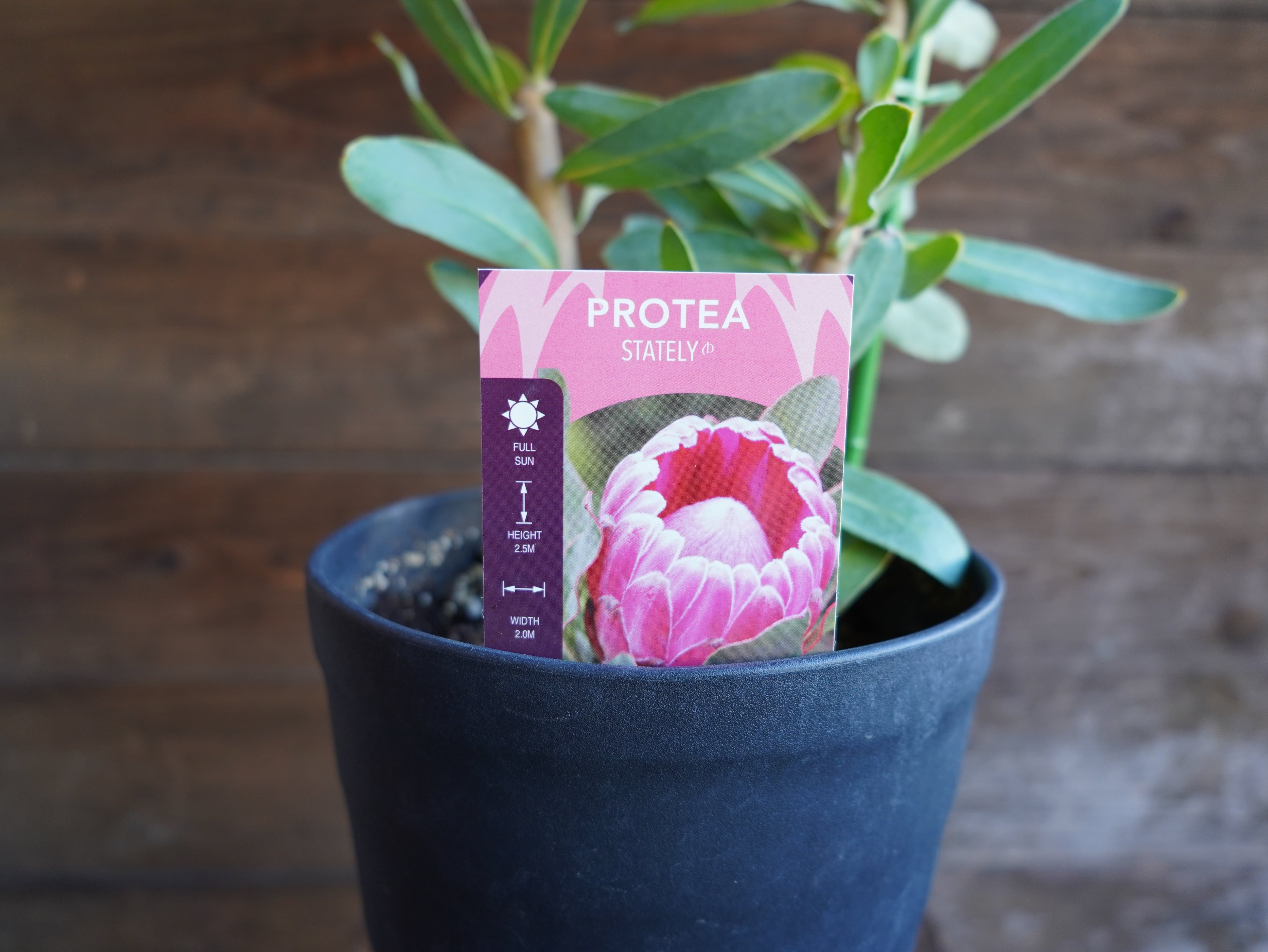 【現物】プロテア ”ステートリー”