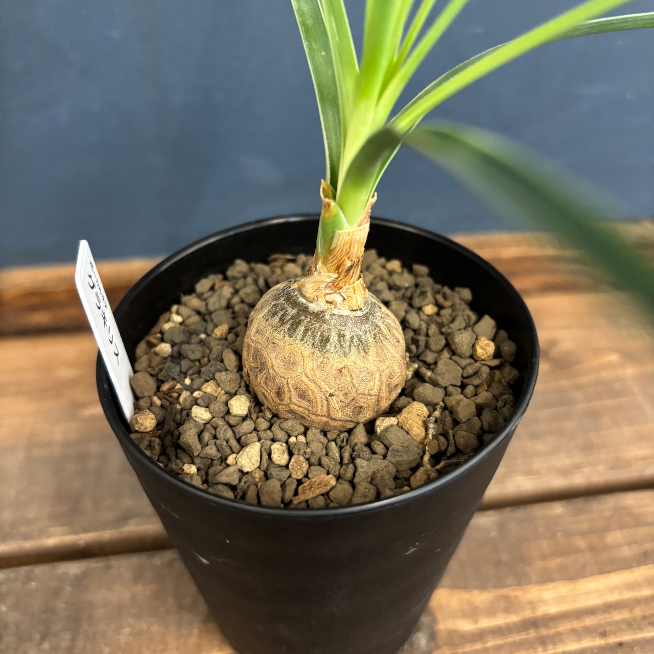 ボーカルネア グラキリス【932】