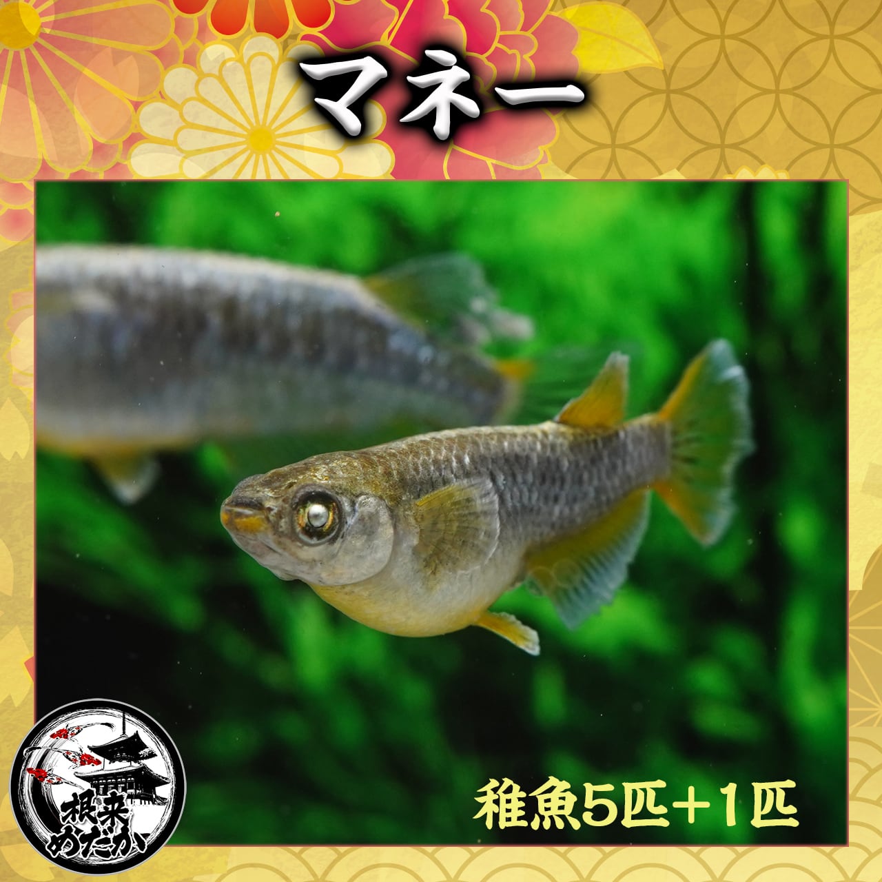 【5匹＋補償1匹】マネー 　夢中めだか様直系　