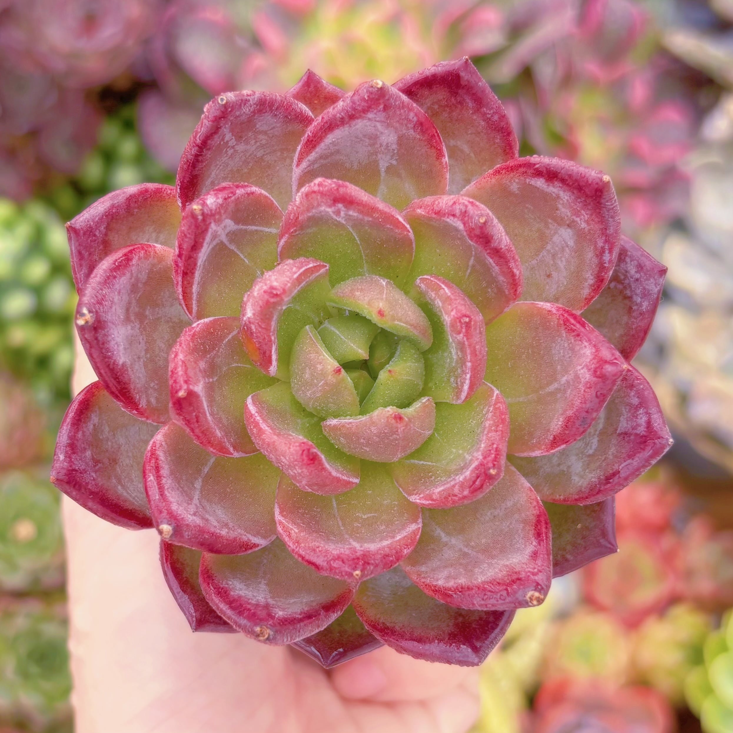 現品　シャンペーンxルビン#1132　るる農園