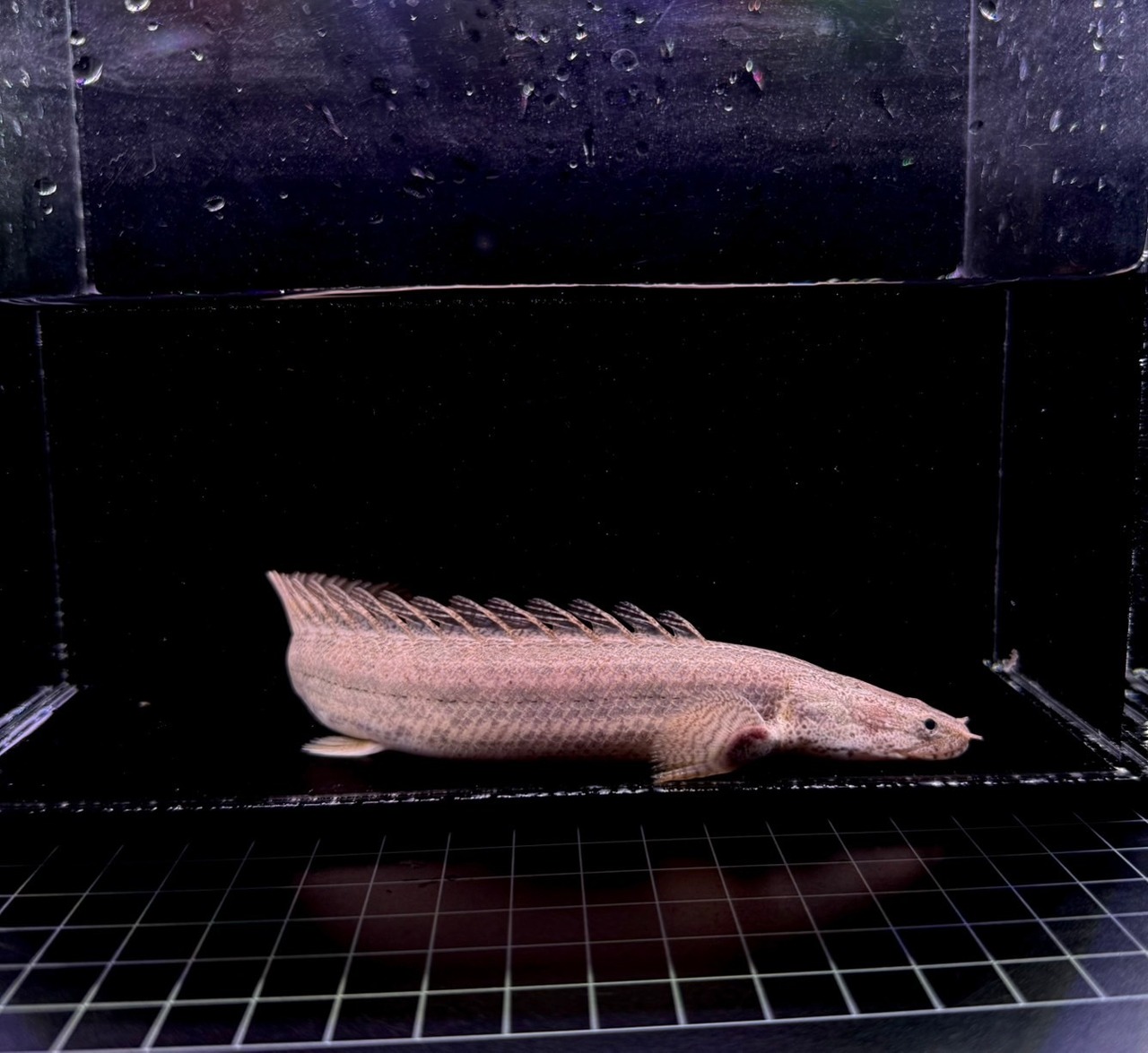 トゥルカナ・ビキールビキール・ワイルドF1❶ - 2