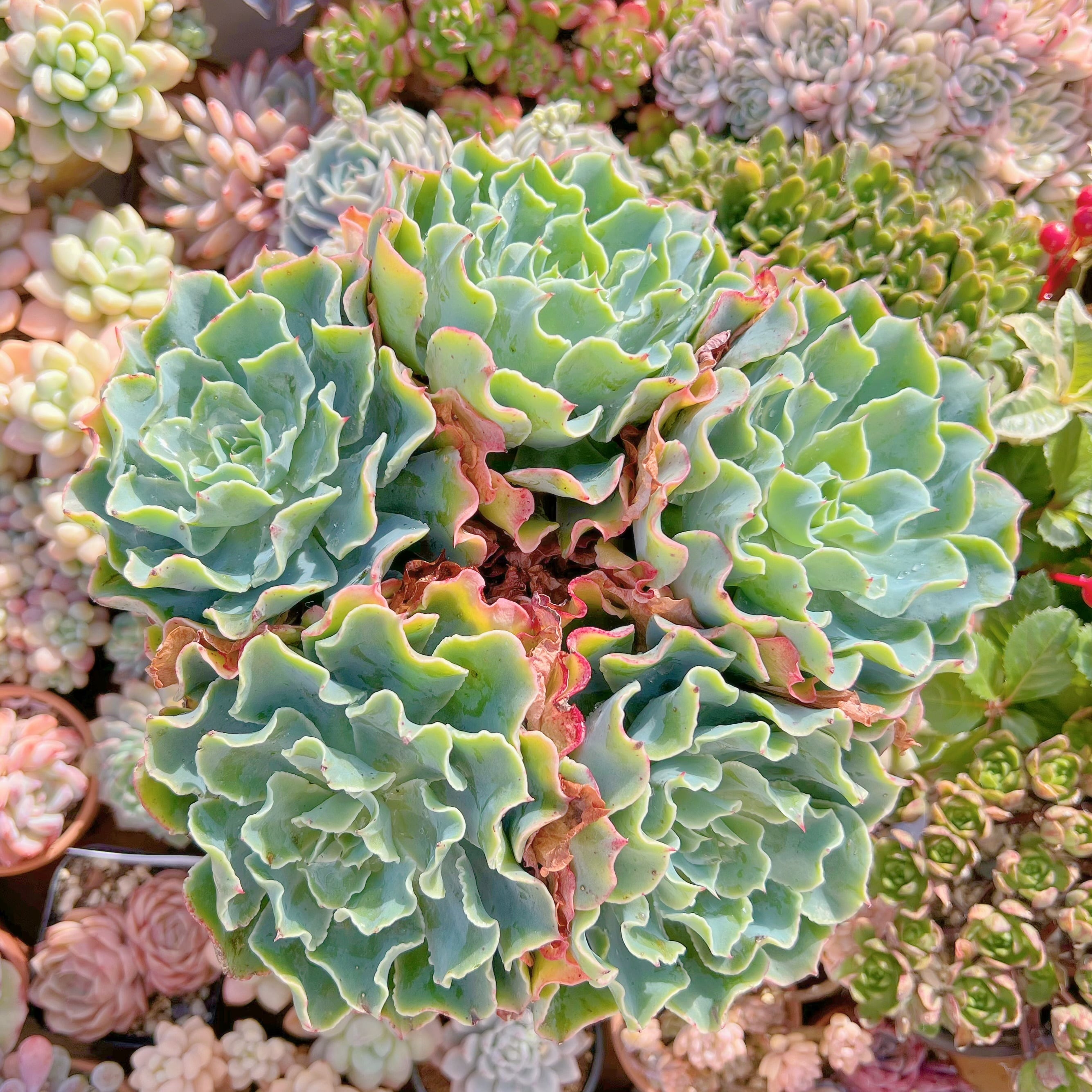 現品　Tsunami#036　新入荷　特大群生約23cm    るる農園