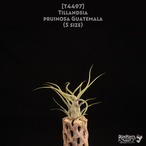 【送料無料】pruinosa Guatemala S〔エアプランツ〕現品発送T4497