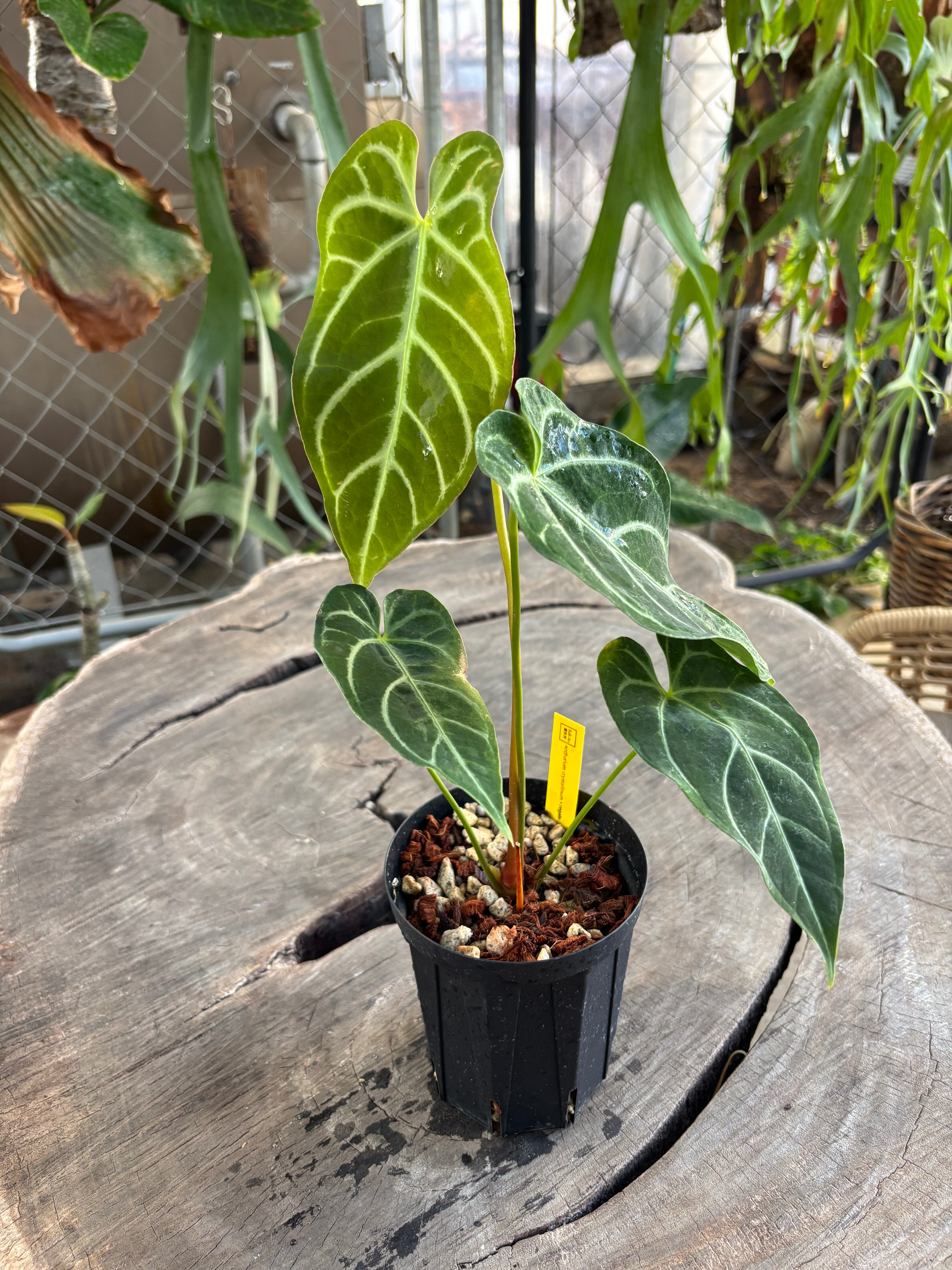 Anthurium | BA PLants