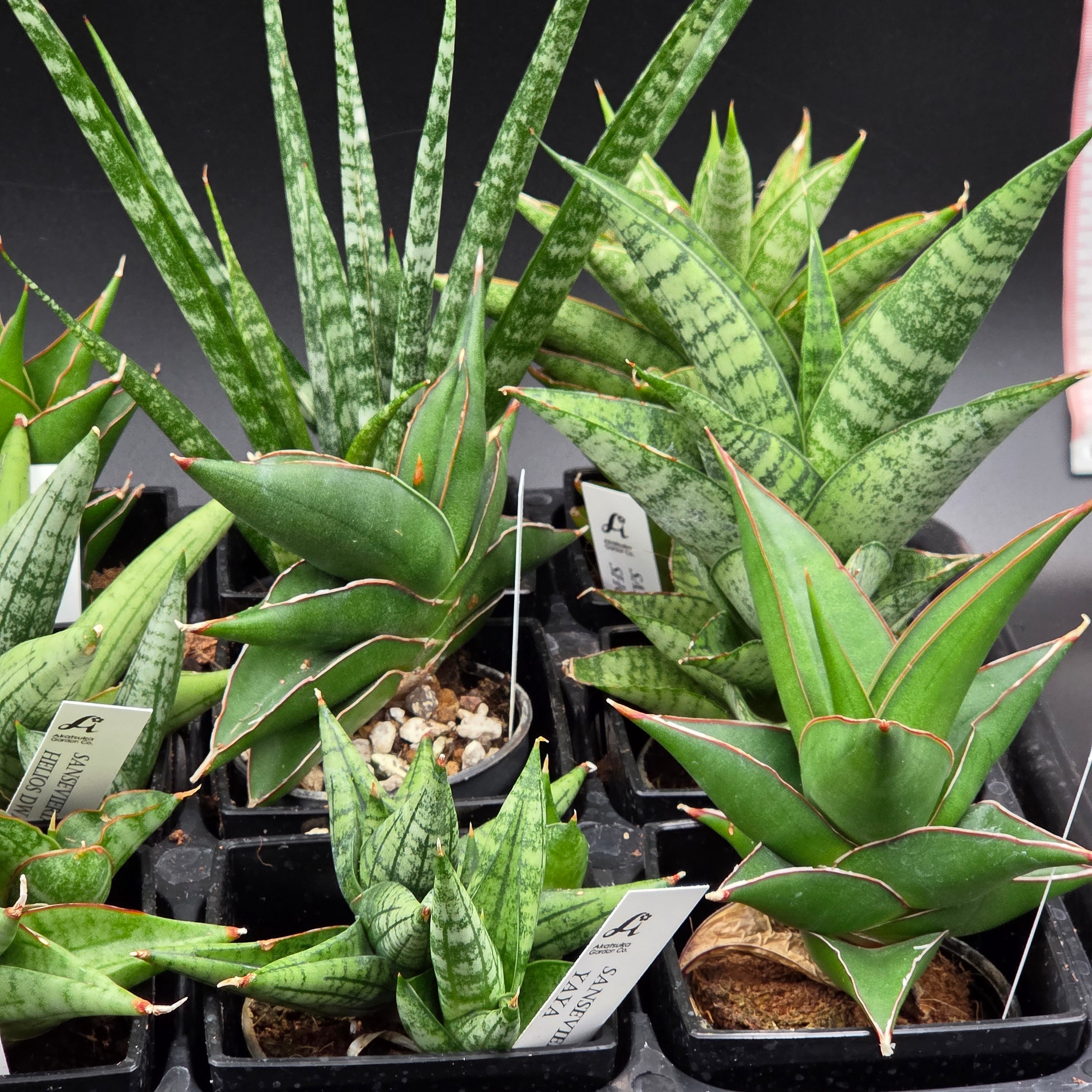 サンスベリア 希少種12品種アソートセット | BRIDGE GARDEN