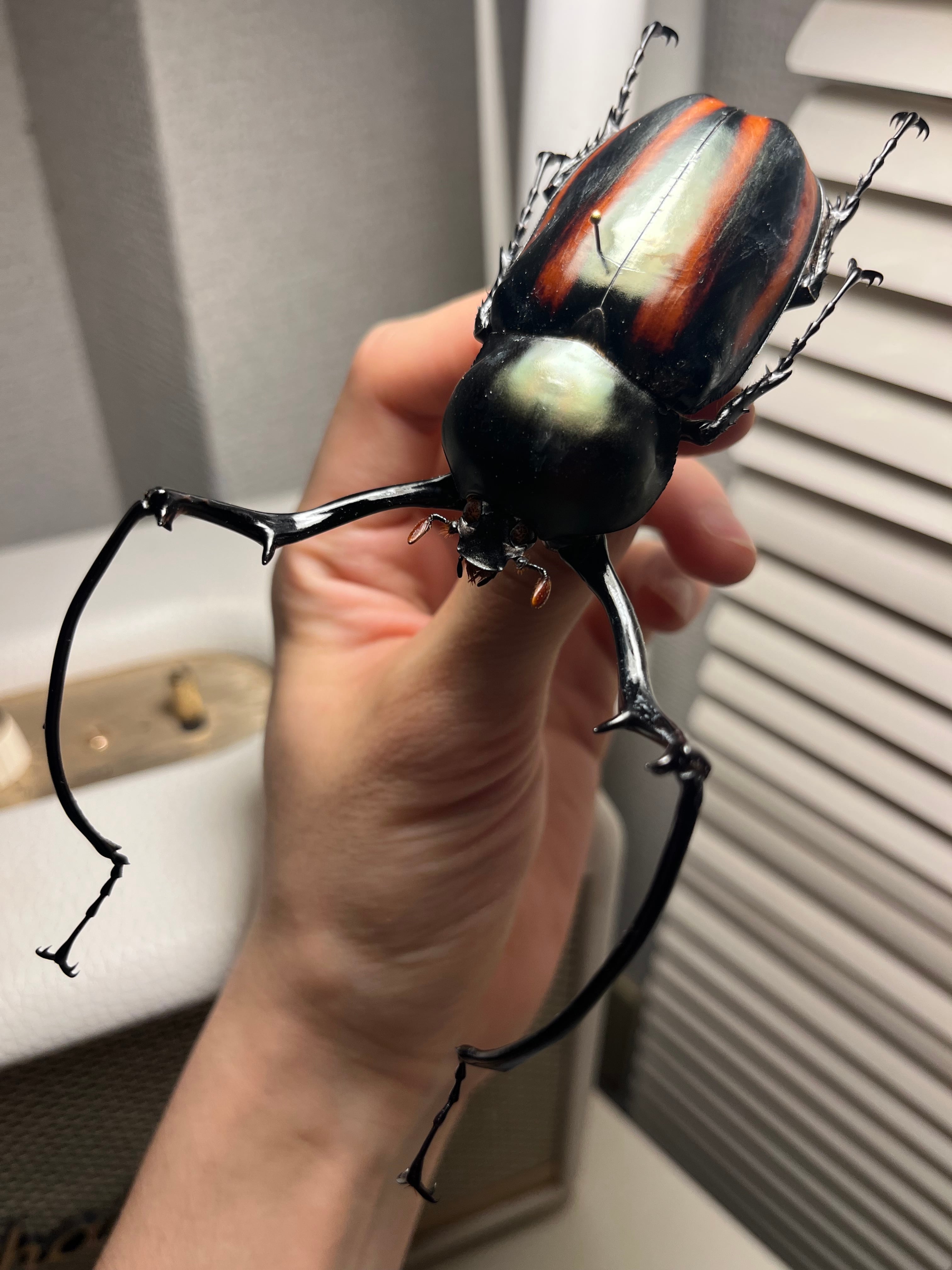 18mm】Pelidnota sumptuosa プラチナコガネ コガネムシ ハムシ