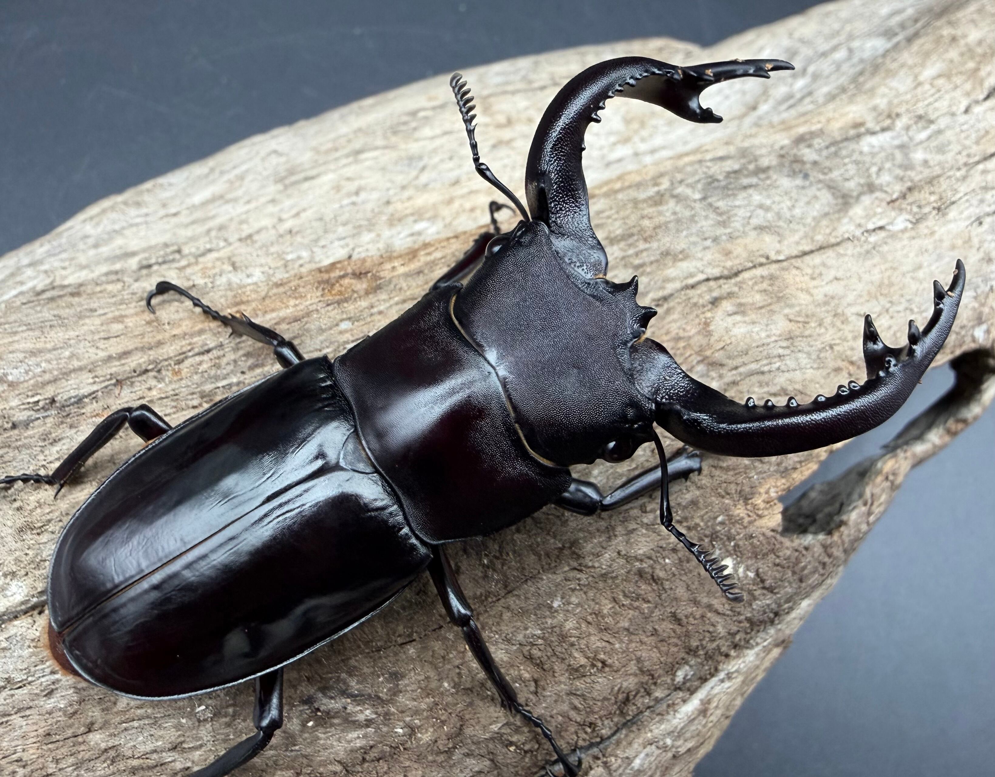 フォルスター キヨタミ 即ブリ♀単品 （フタマタクワガタ 新成虫
