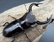 《フォルスターフタマタ亜種キヨタミ 74mm A'品ペア》