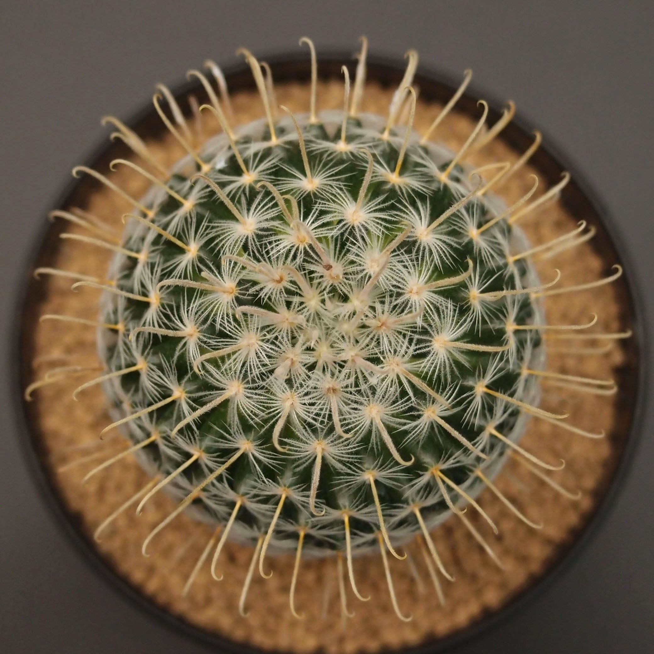 マミラリア　実生　個体名不明 マミラリア属 | 万緑 BAN RYOKU