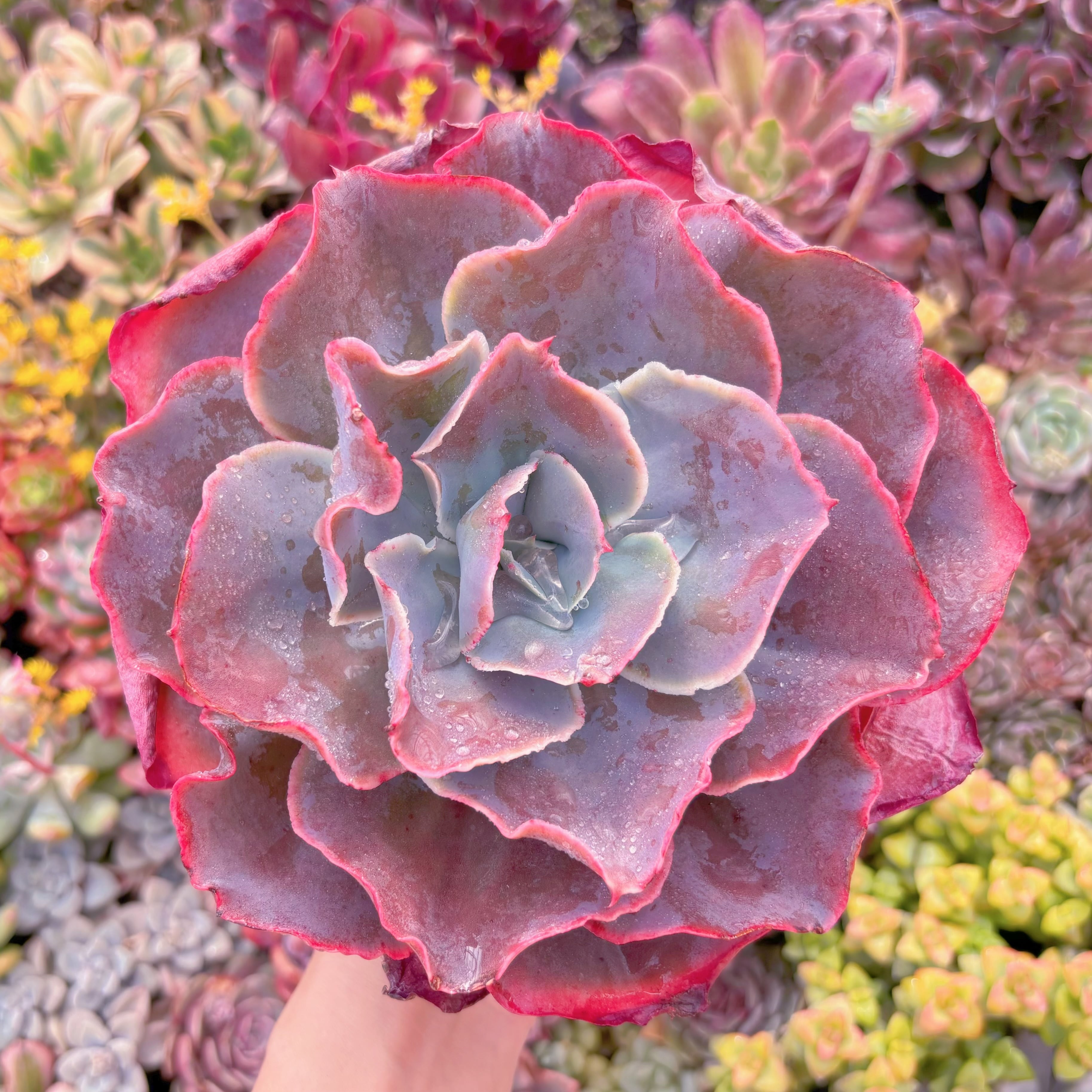 現品　天空の城#1152　在庫僅少　大苗　新入荷　るる農園