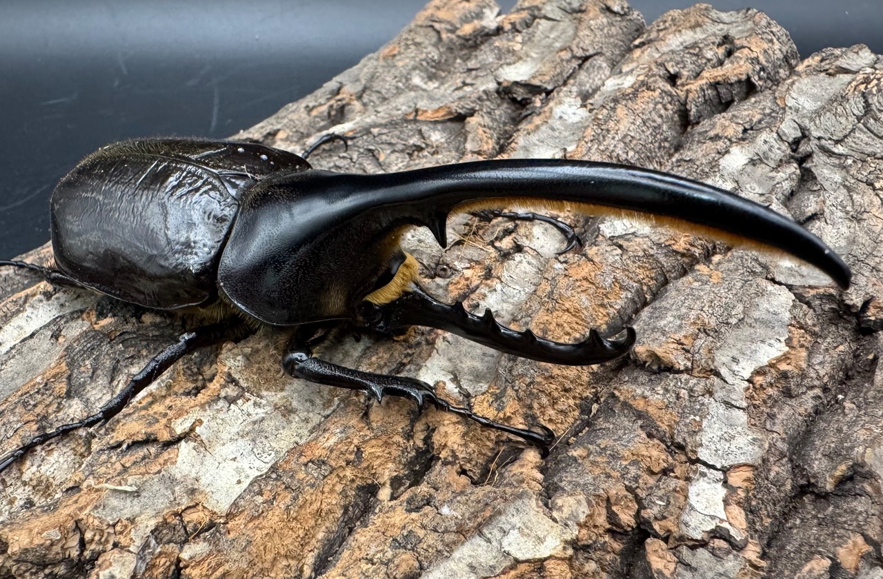 《ヘラクレス・ヘラクレス 125mm ペア》