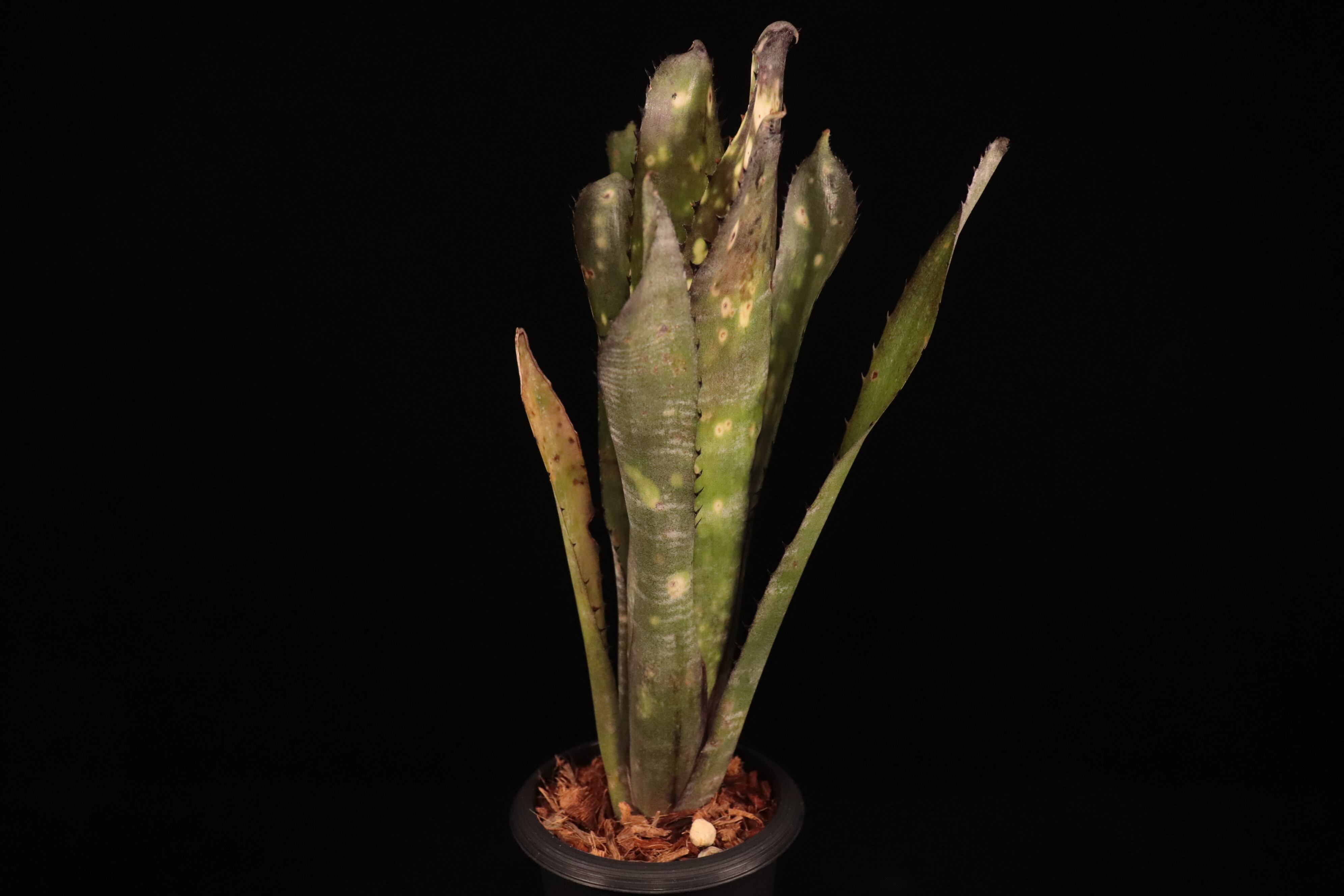 送料無料】Billbergia 'Kolan Purple Piranha'〔ビルベルギア〕現品