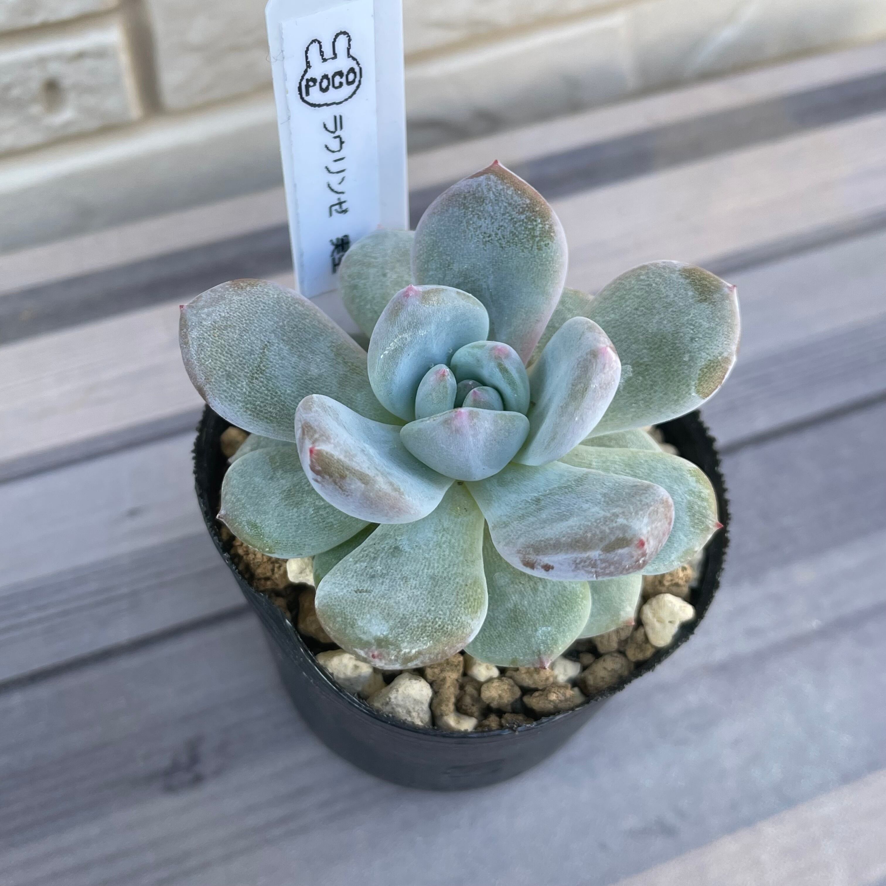 お纏め 多肉植物 ❁︎ジョアンダニエル錦 カット お纏め 多肉植物 覆輪❁