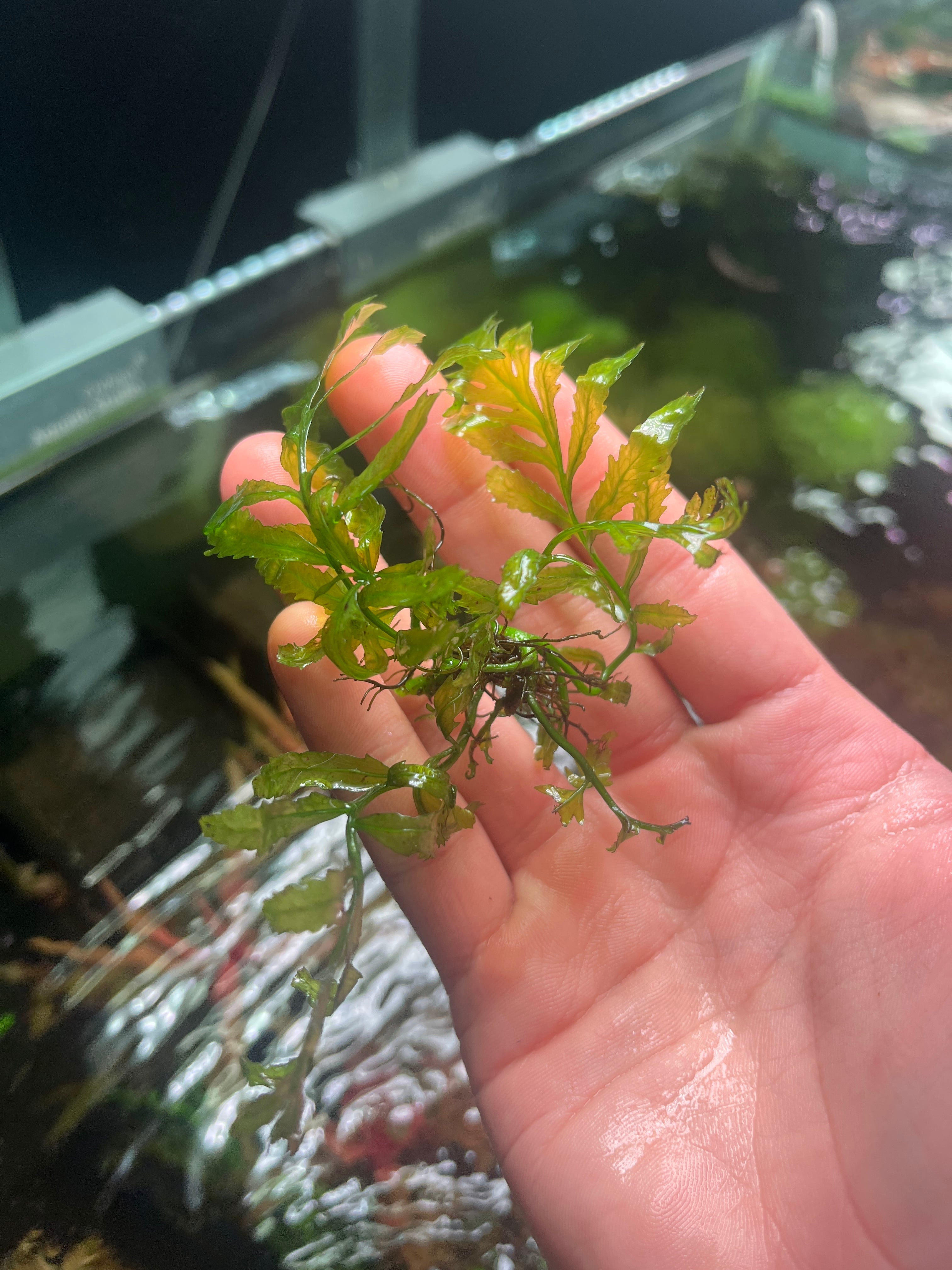 水草 | aquarium shop earth