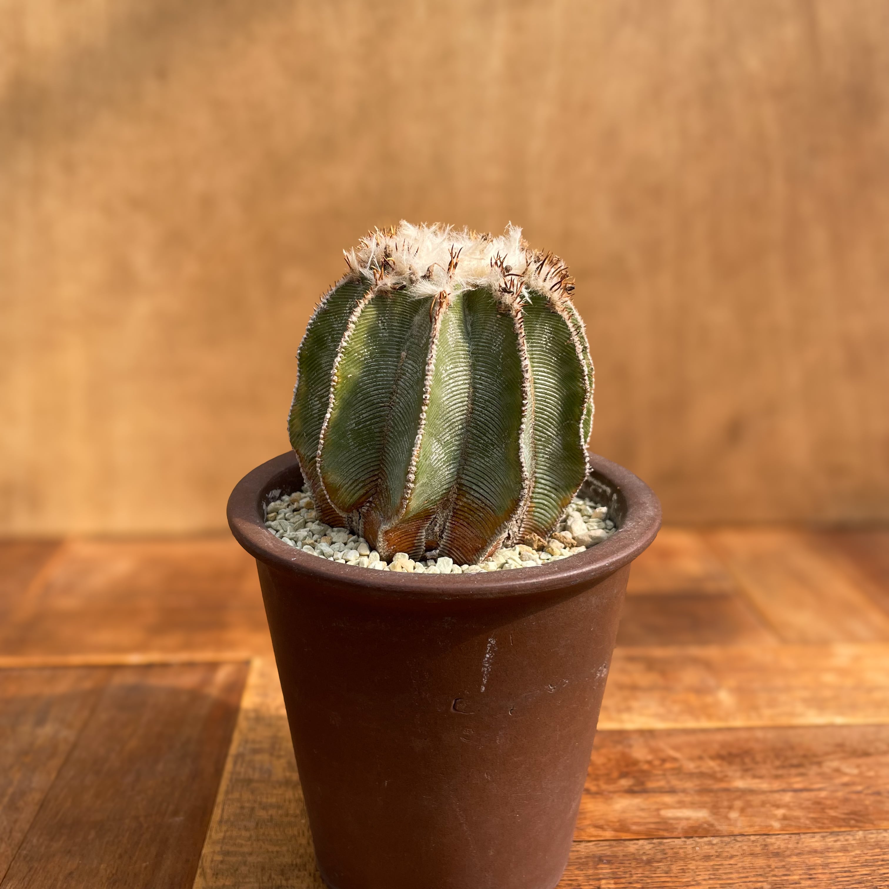 Aztekium hintonii【アズテキウム・ヒントニー・実生】 | RIMO