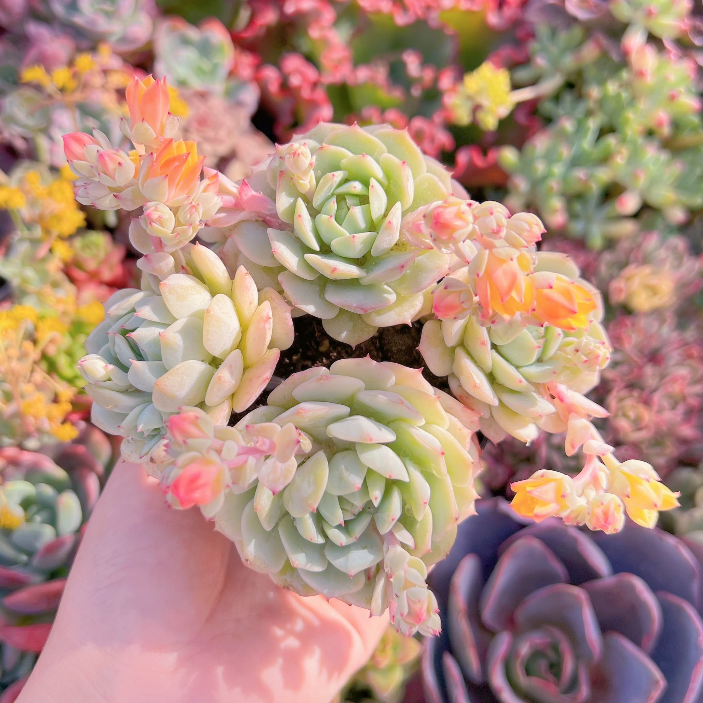 現品　静夜#F027　群生　新入荷　るる農園