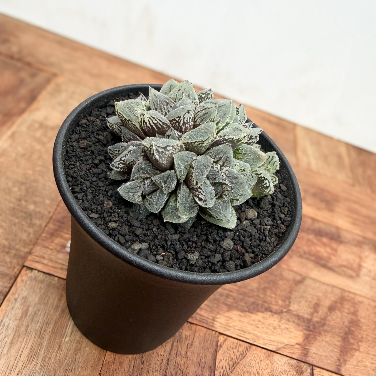Haworthia ‘Kurozatou’【ハオルチア・黒砂糖】
